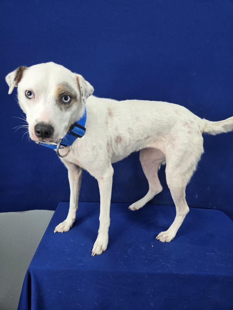 Findley, a Adoptable Mixed Breed in Ruston, LA image 1/2