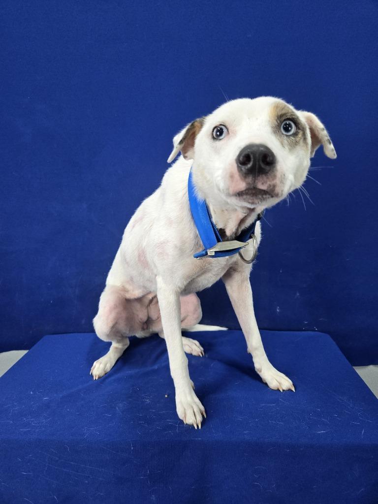 Findley, a Adoptable Mixed Breed in Ruston, LA image 2/2