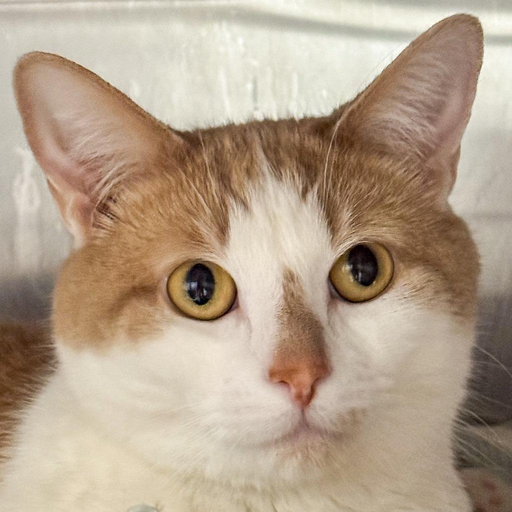 Enlarge Baby, a Adoptable Domestic Short Hair in Kennebunk, ME image 1/2