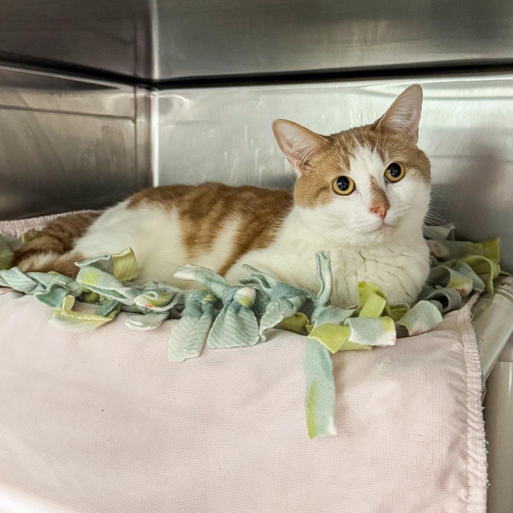 Enlarge Baby, a Adoptable Domestic Short Hair in Kennebunk, ME image 2/2
