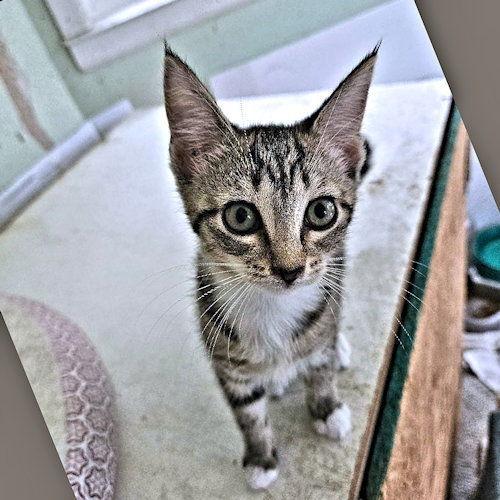 Presley, Adoptable, Young Female Tabby.