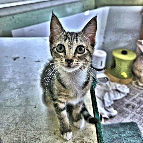 Enlarge Presley, a Adoptable Tabby in Rutherfordton, NC image 2/2