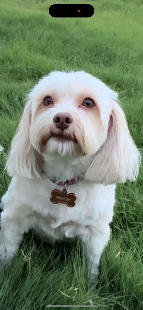 Gracie, ADOPTABLE, Young Female Maltese & Poodle.