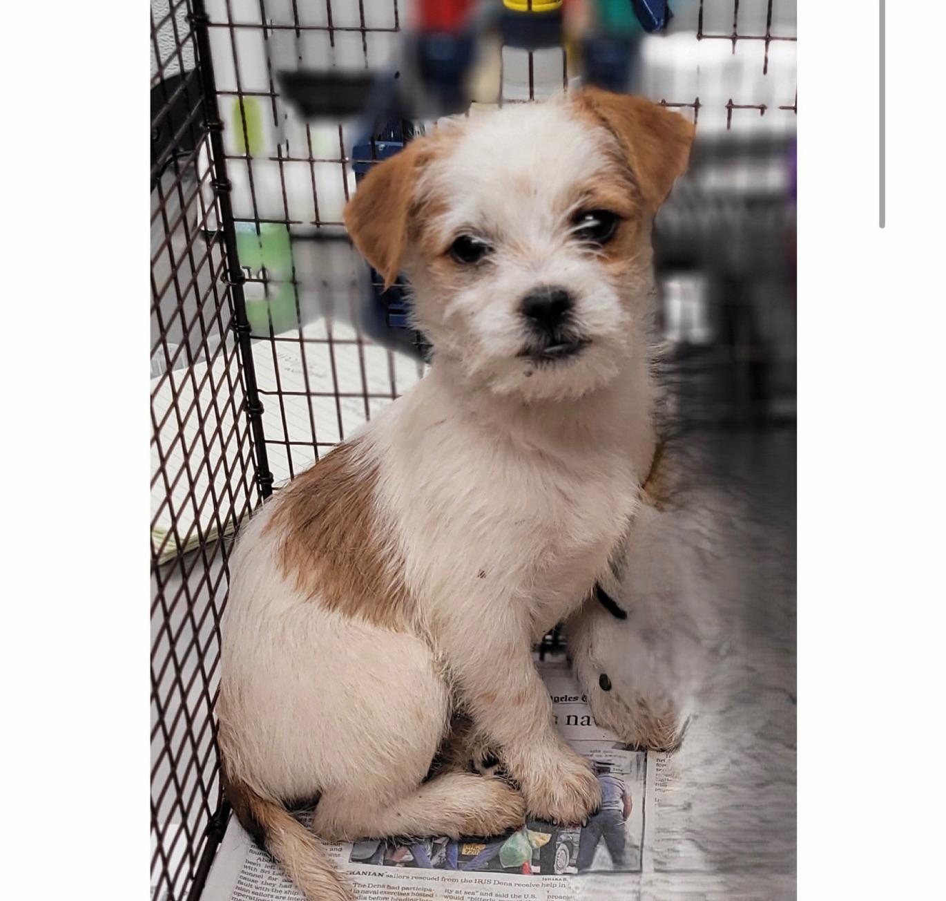 Enlarge Teddy, an adopted mixed breed in Gardena, CA image 1/1