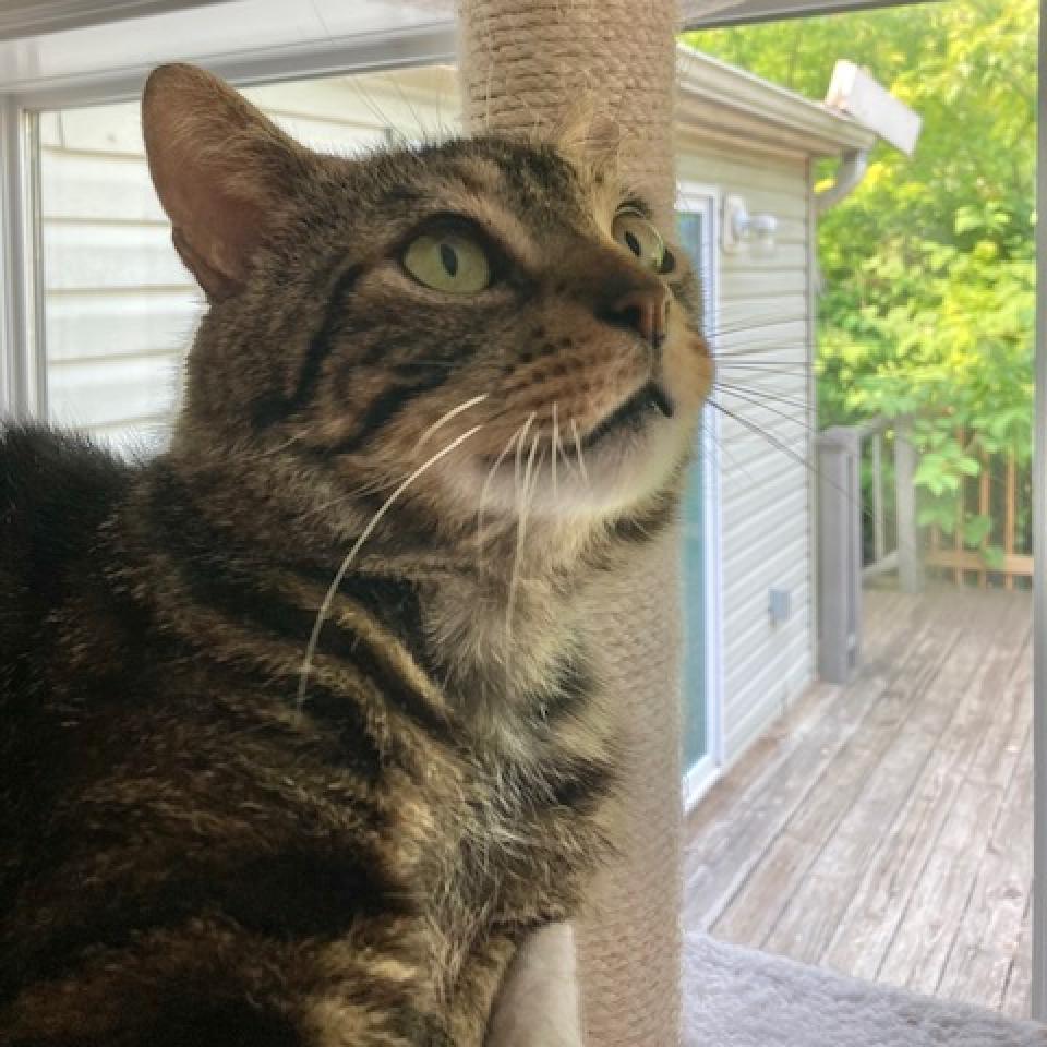 Jose 2023, Adoptable, Adult Male Domestic Short Hair.