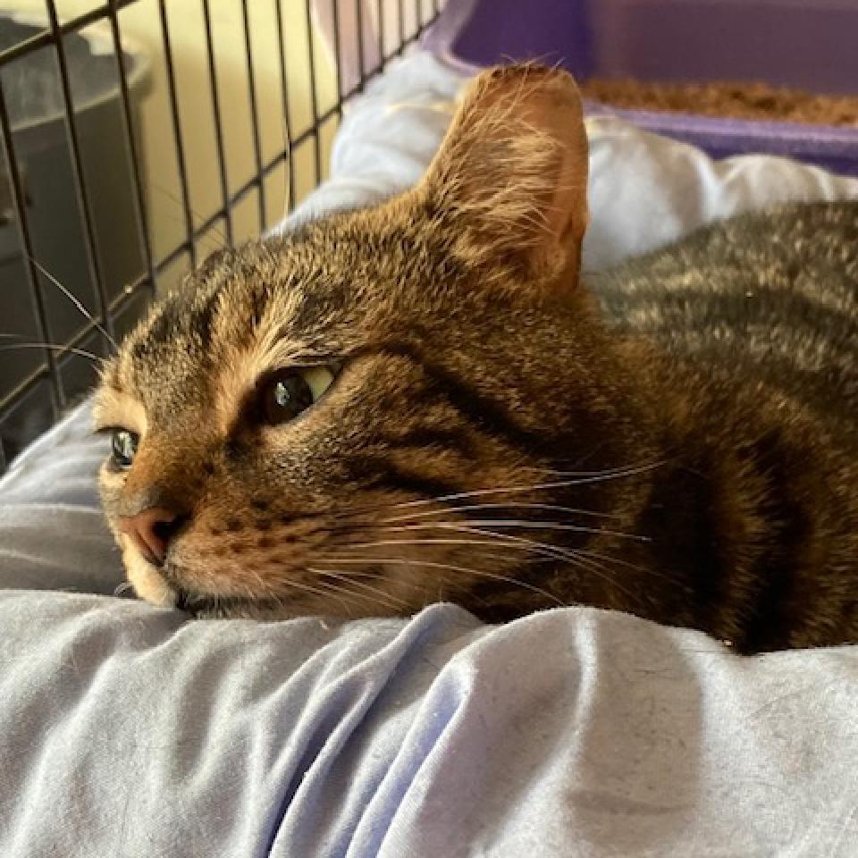 Enlarge Jose 2023, a Adoptable Domestic Short Hair in Bensalem, PA image 2/3