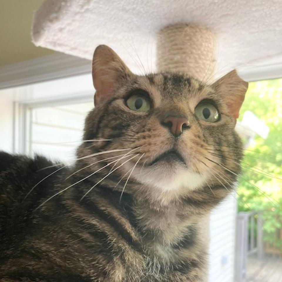 Enlarge Jose 2023, a Adoptable Domestic Short Hair in Bensalem, PA image 3/3