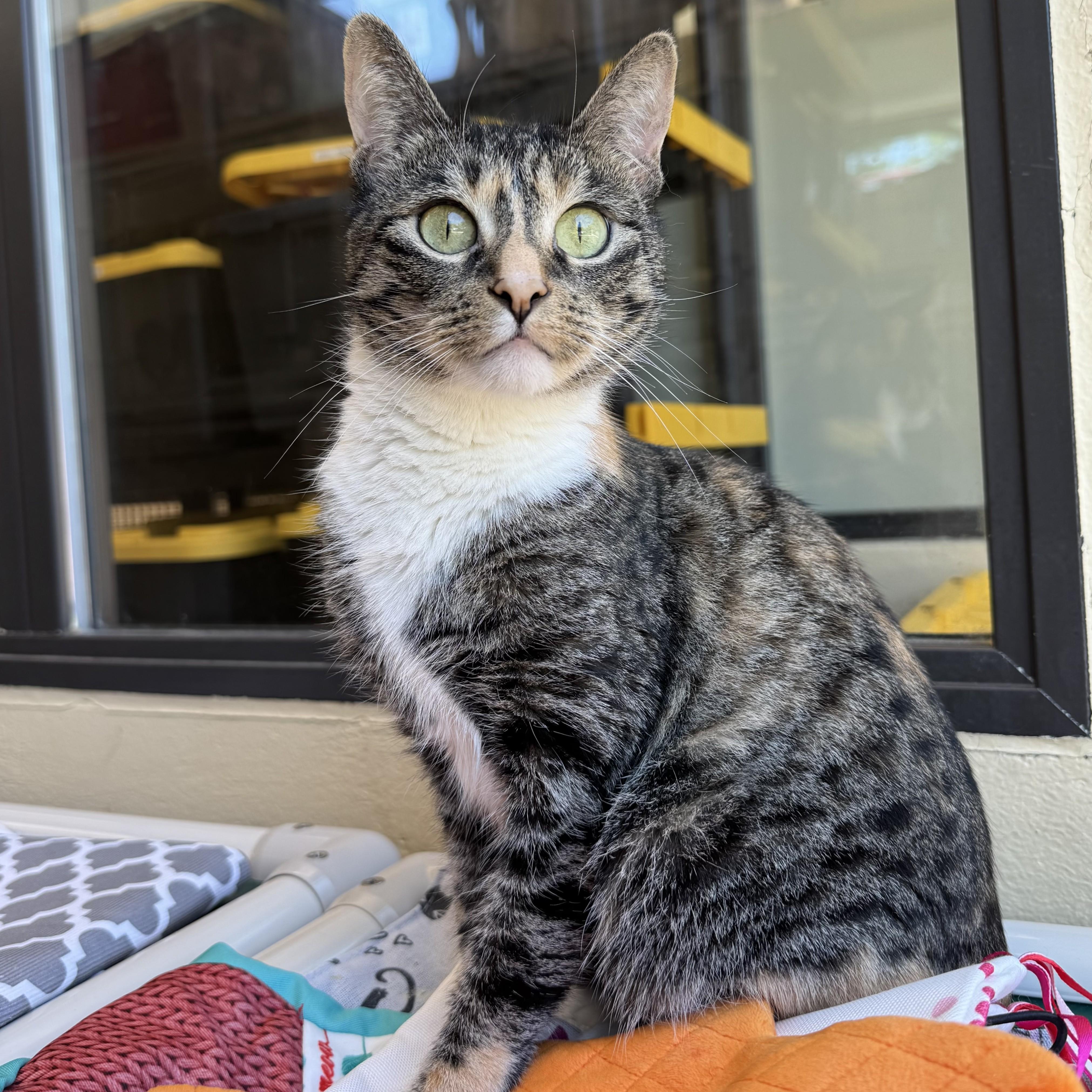 Bella, an adopted Domestic Short Hair in Eatontown, NJ image 4/6