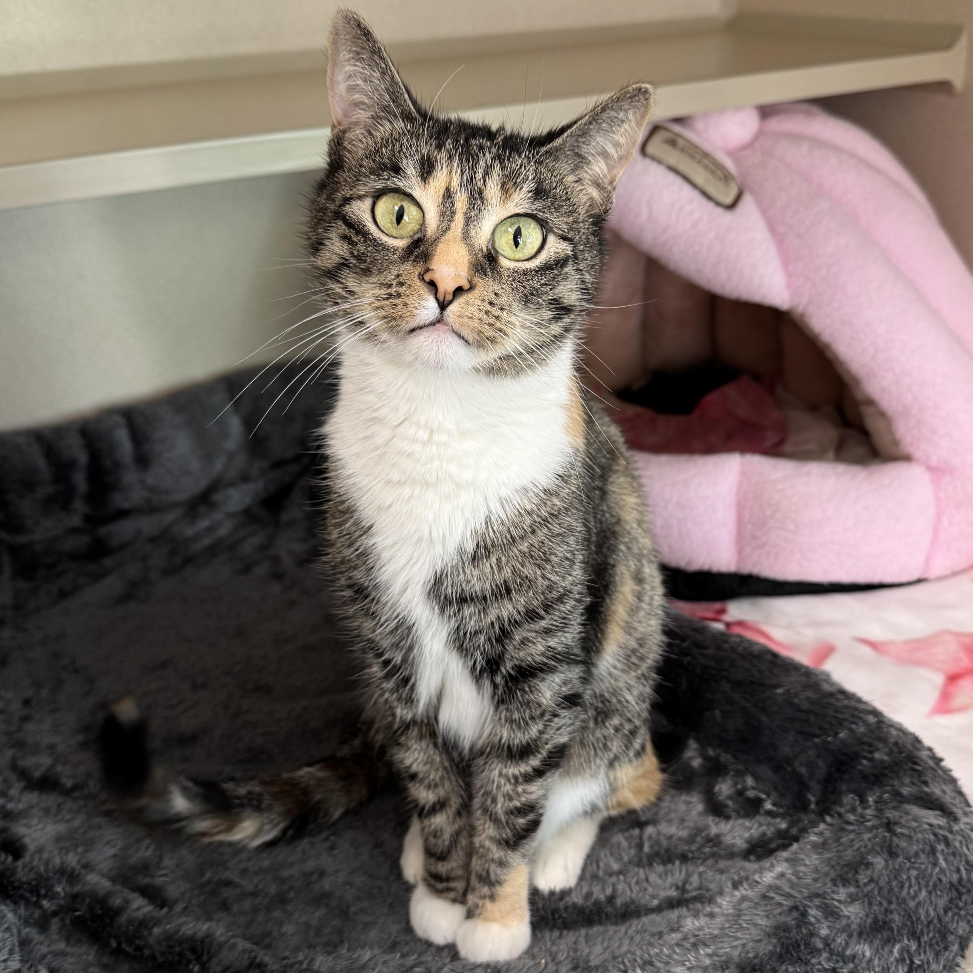 Bella, adopted, Adult Female Domestic Short Hair.