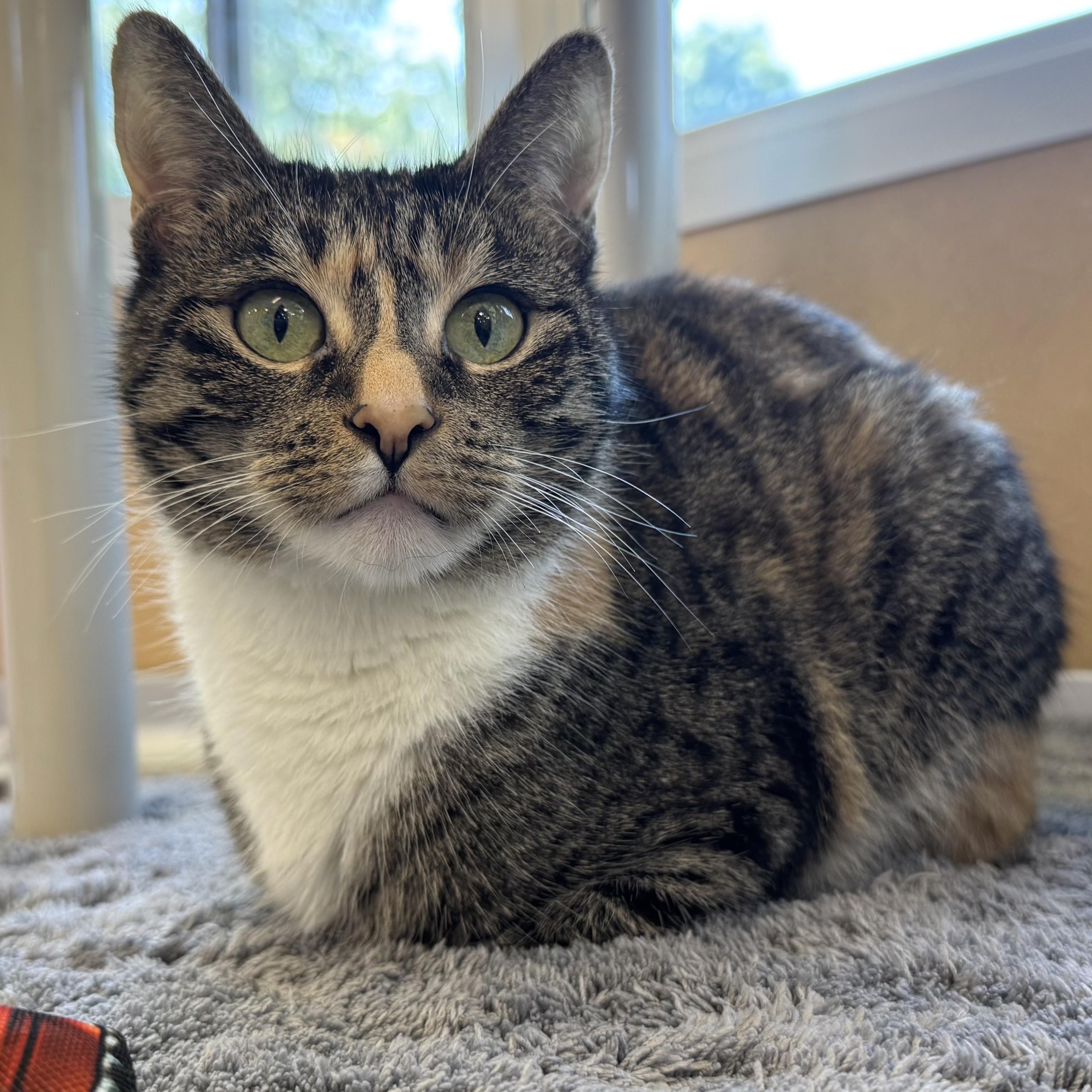 Bella, an adopted Domestic Short Hair in Eatontown, NJ image 5/6