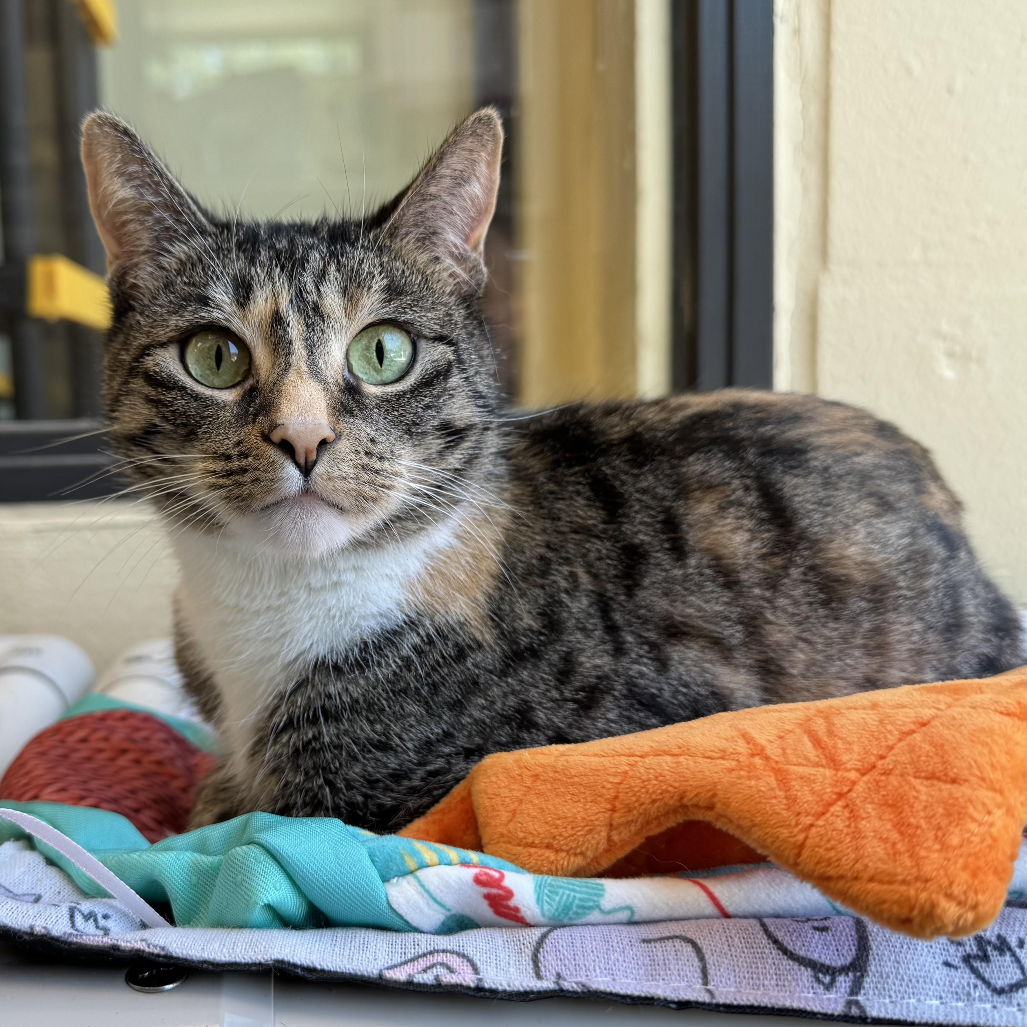 Bella, an adopted Domestic Short Hair in Eatontown, NJ image 2/6