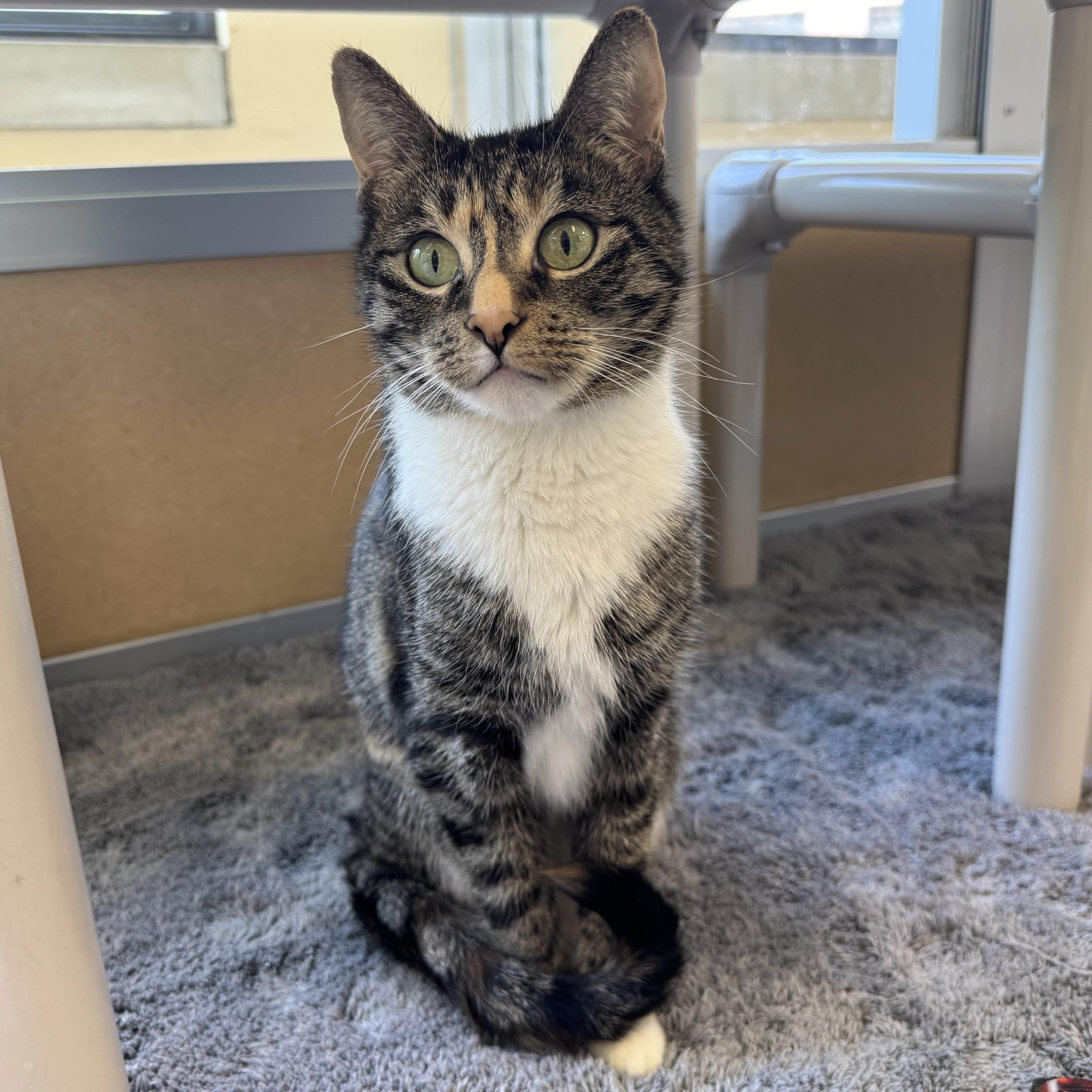Bella, an adopted Domestic Short Hair in Eatontown, NJ image 6/6