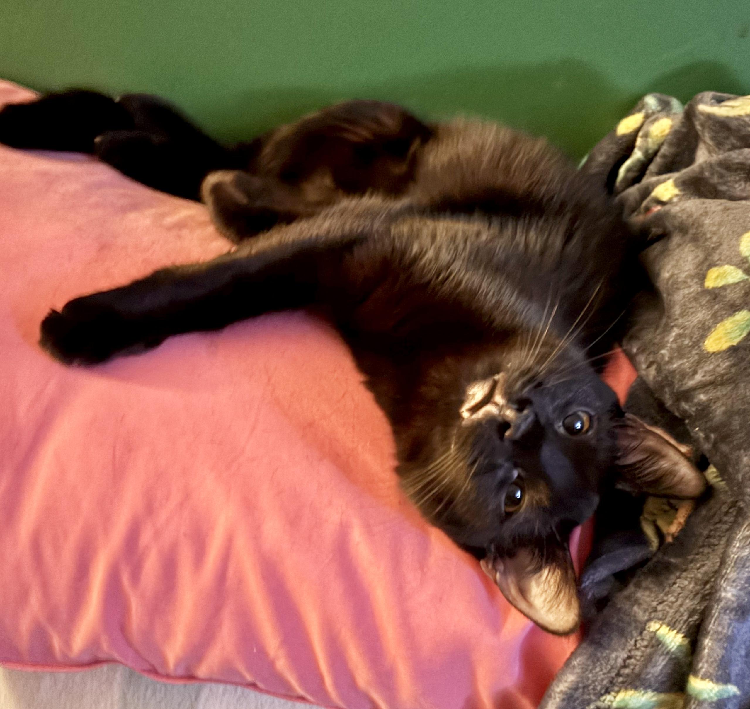 Enlarge Emerson, a Adoptable Domestic Short Hair in Cranford, NJ image 1/4