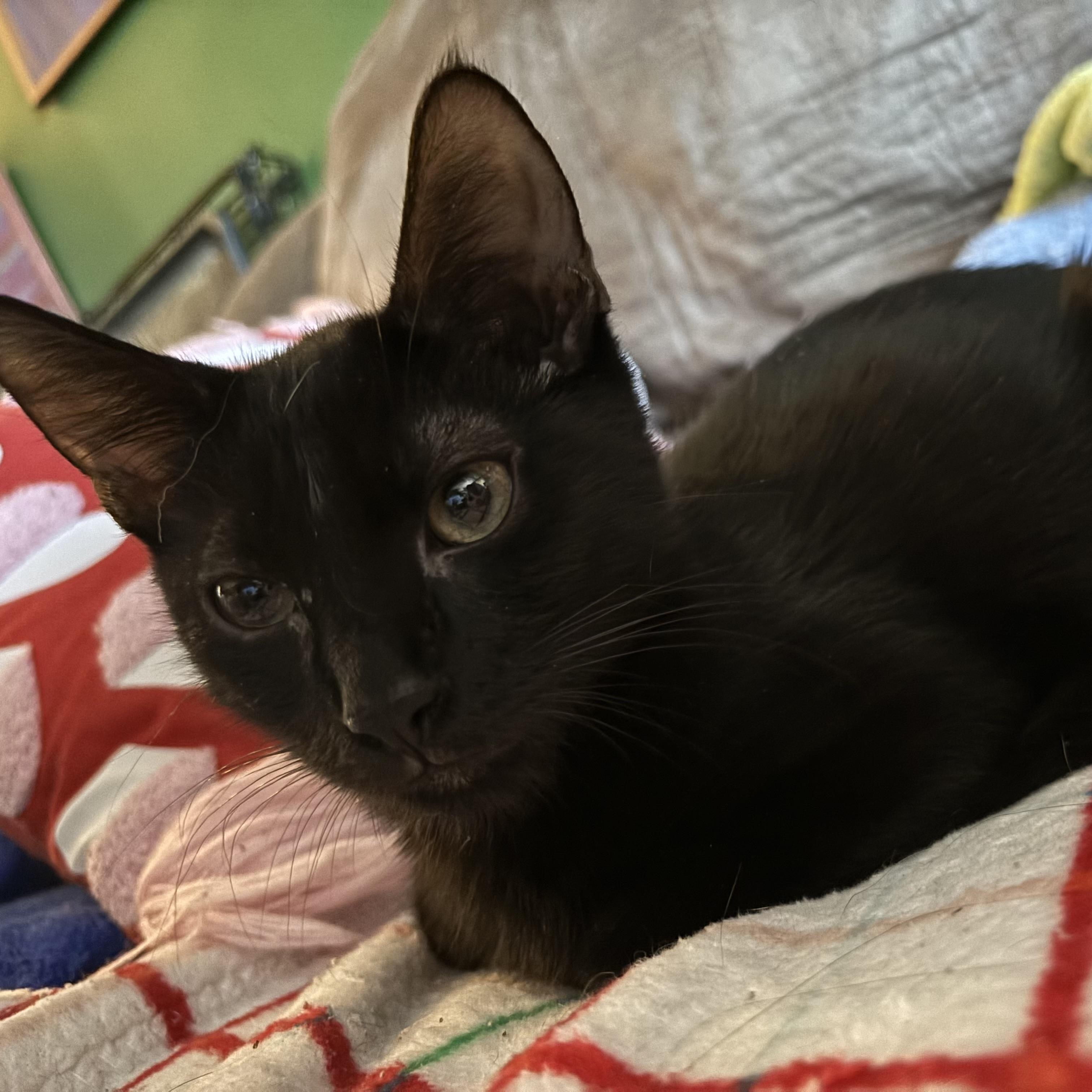 Enlarge Emerson, a Adoptable Domestic Short Hair in Cranford, NJ image 3/4