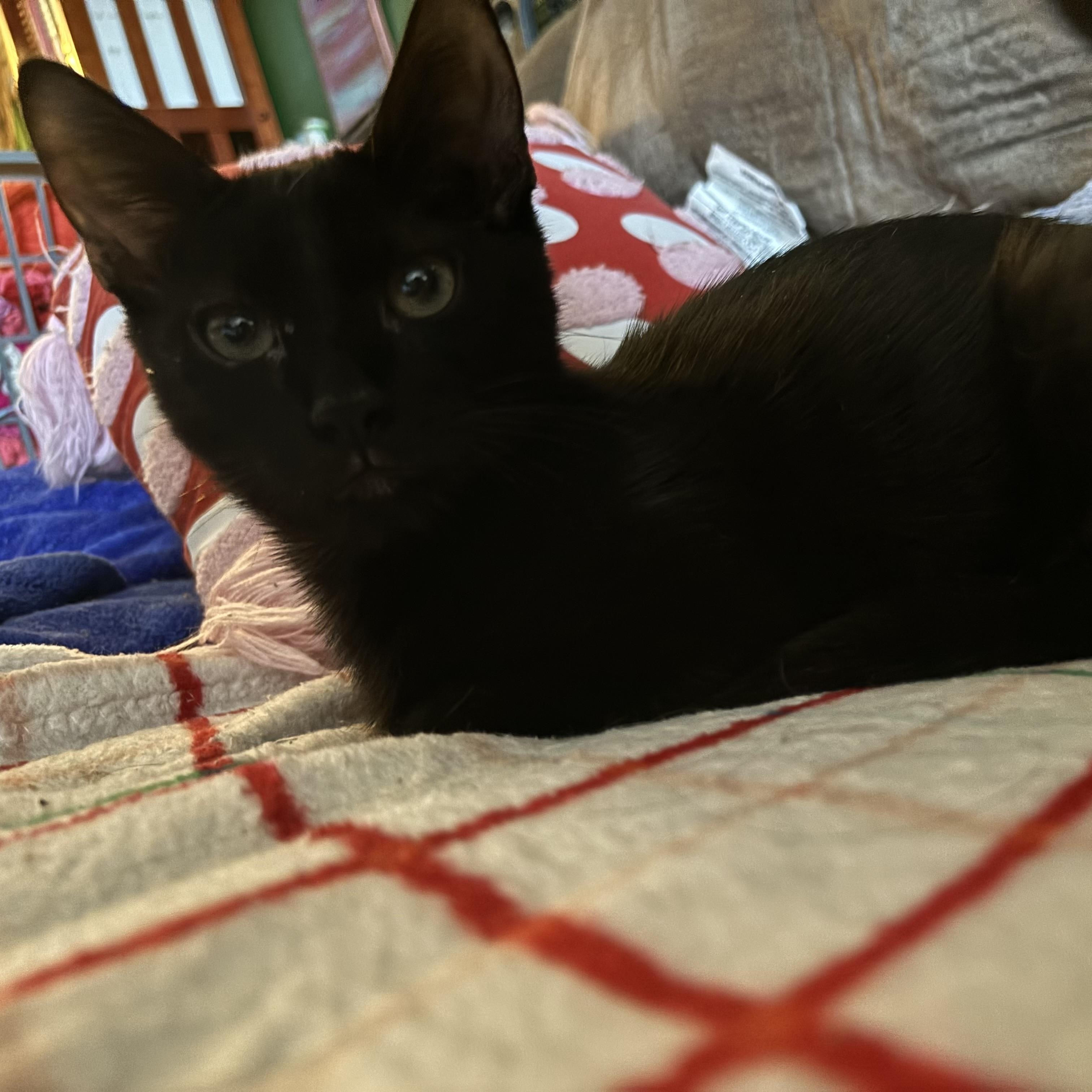 Enlarge Emerson, a Adoptable Domestic Short Hair in Cranford, NJ image 4/4