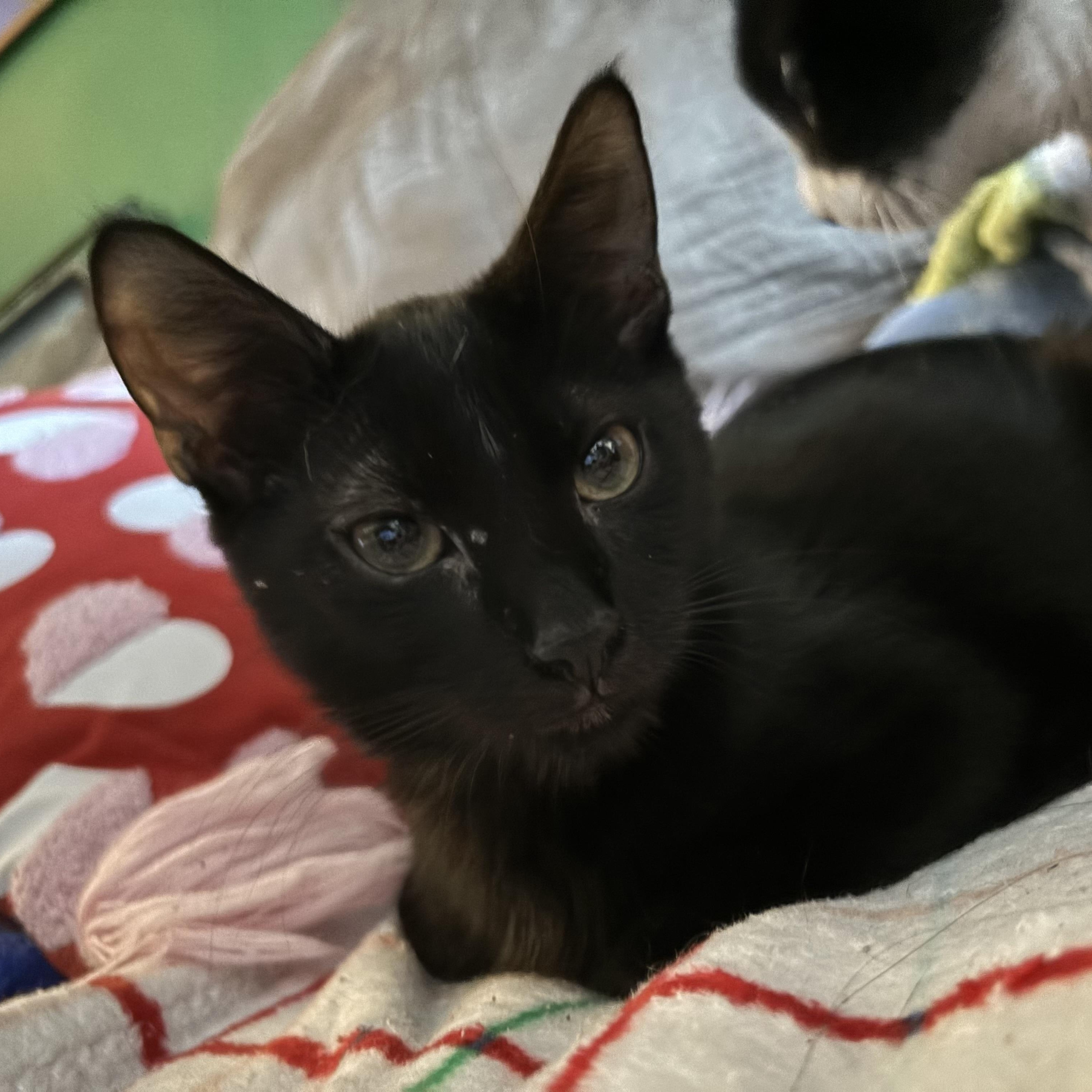 Enlarge Emerson, a Adoptable Domestic Short Hair in Cranford, NJ image 2/4