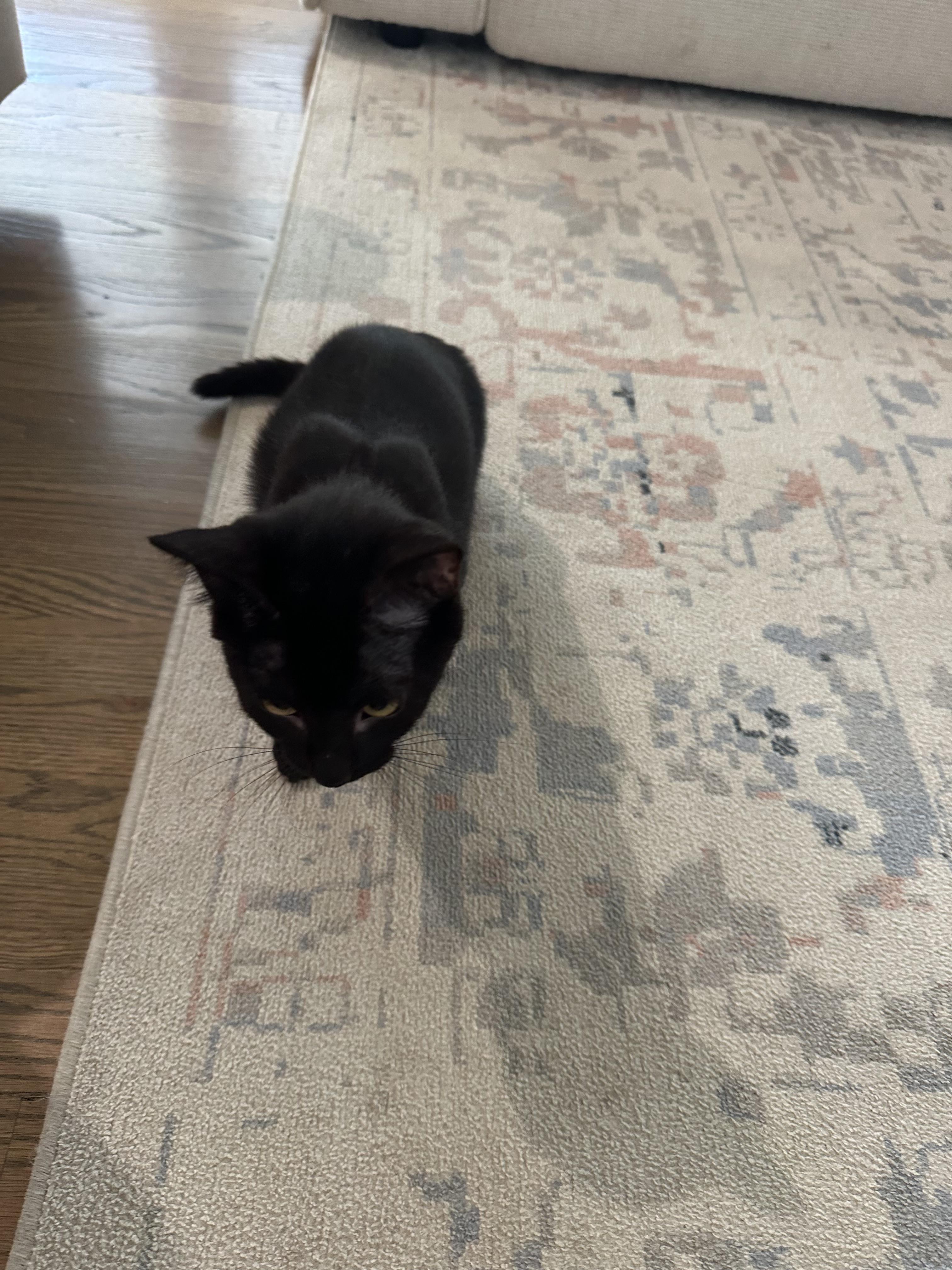 Jordan, a Adoptable Domestic Short Hair in Nashville, TN image 3/3