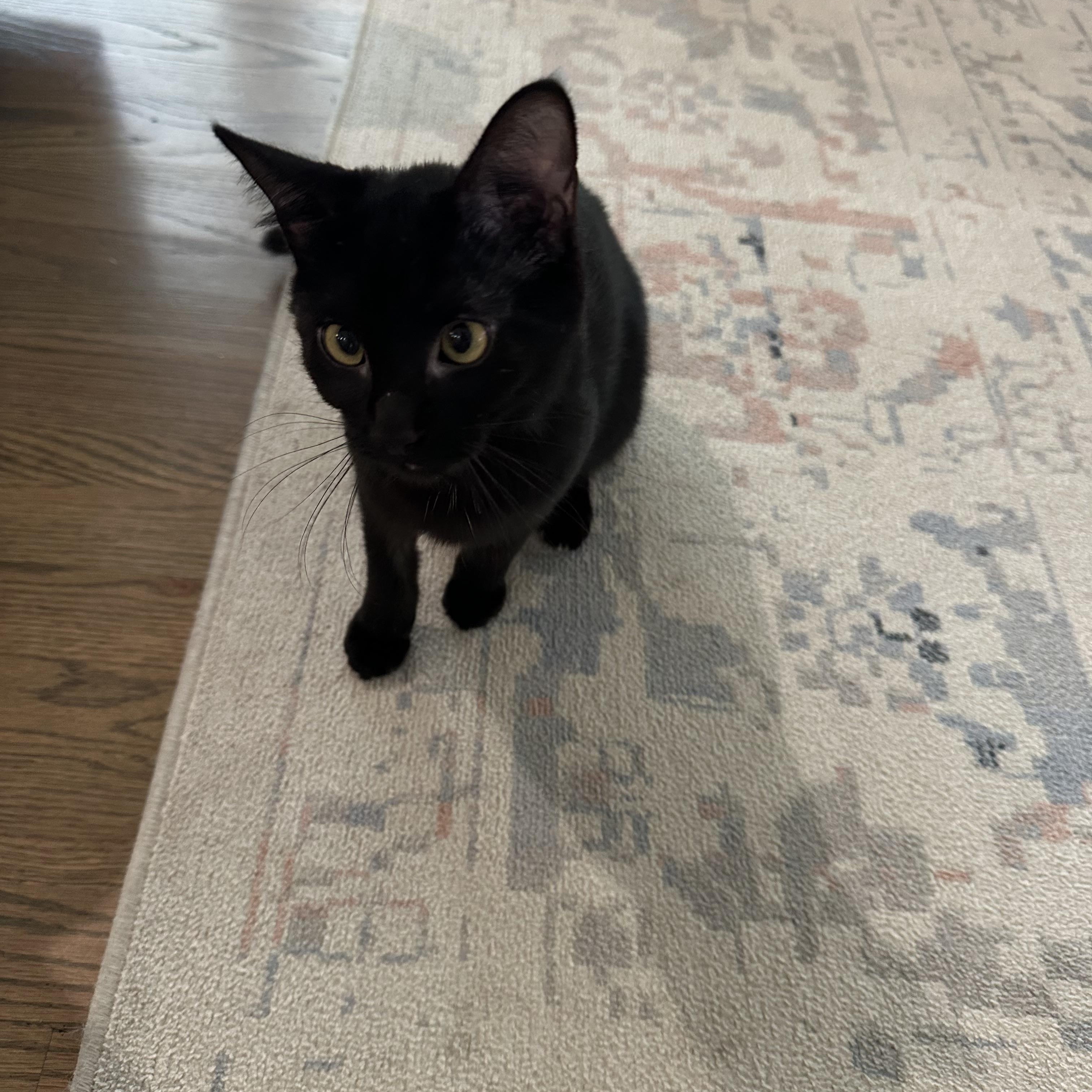 Jordan, Adoptable, Adult Female Domestic Short Hair.