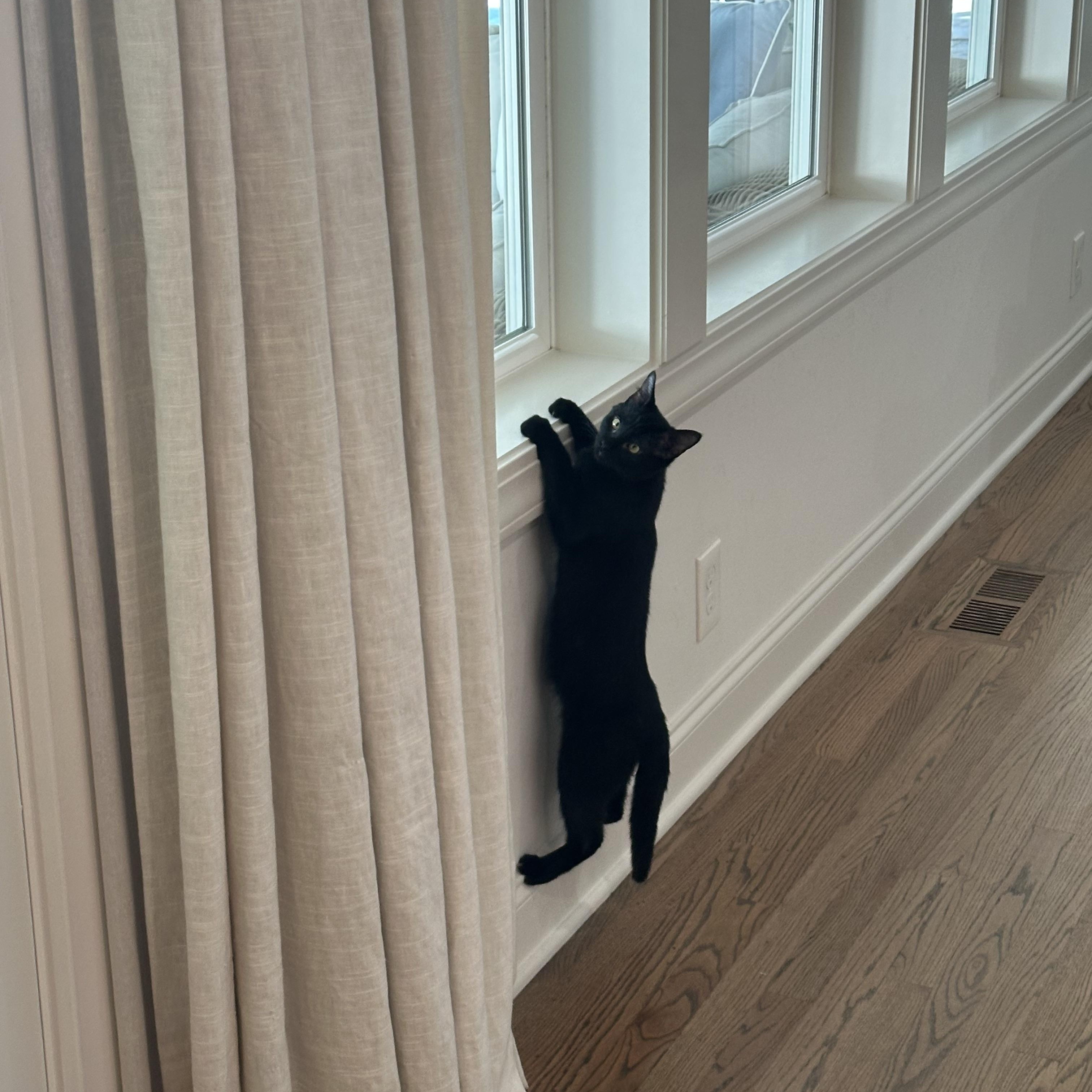 Jordan, a Adoptable Domestic Short Hair in Nashville, TN image 2/3