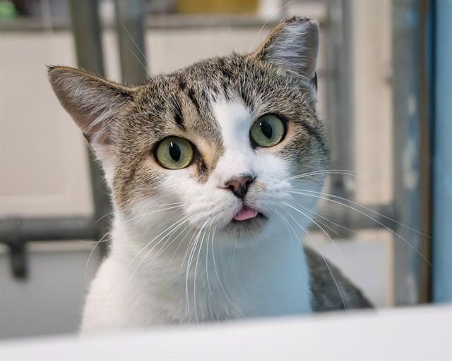 PASTA, Adoptable, Young Male Domestic Short Hair.