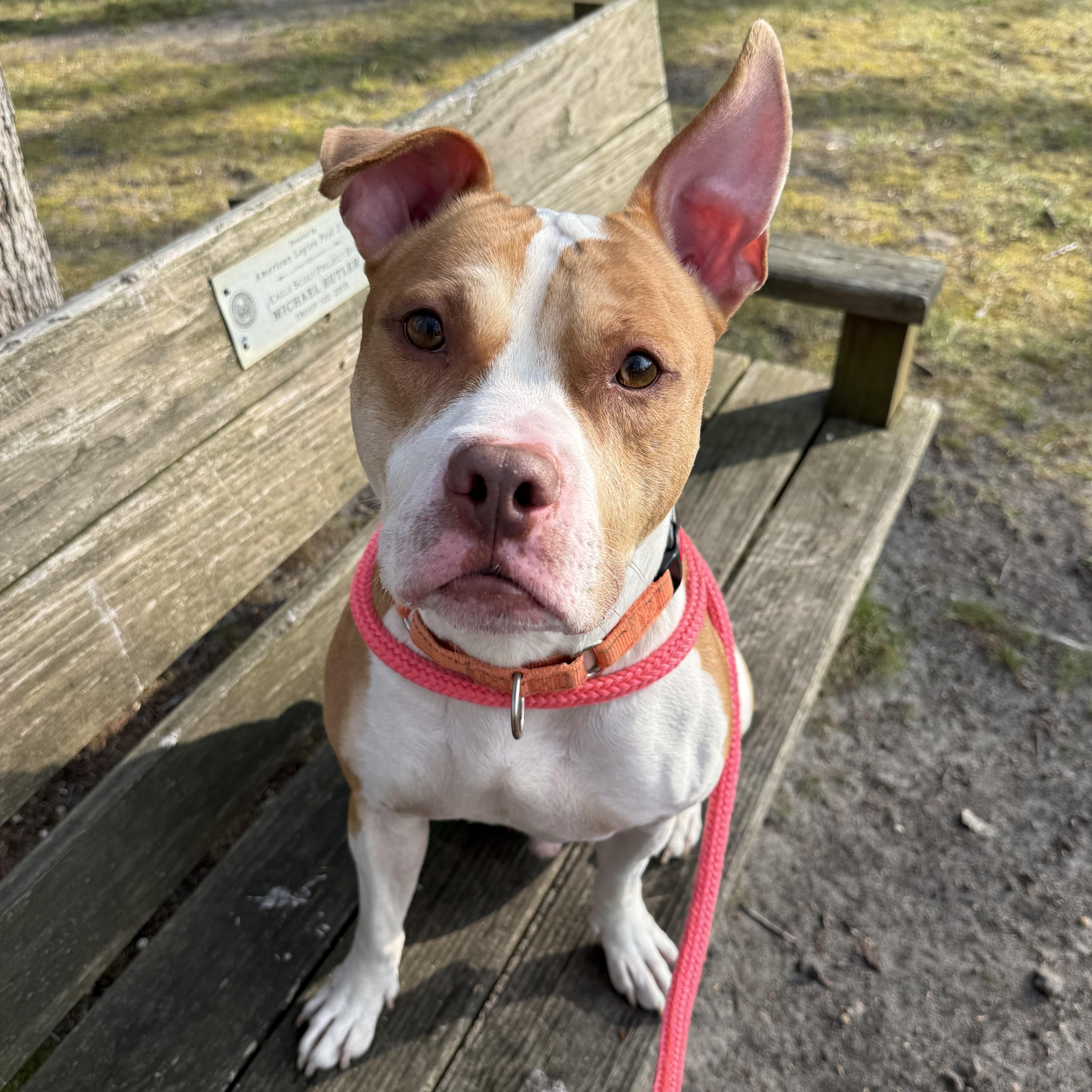 Enlarge Polo, a ADOPTABLE mixed breed in Eatontown, NJ image 2/6