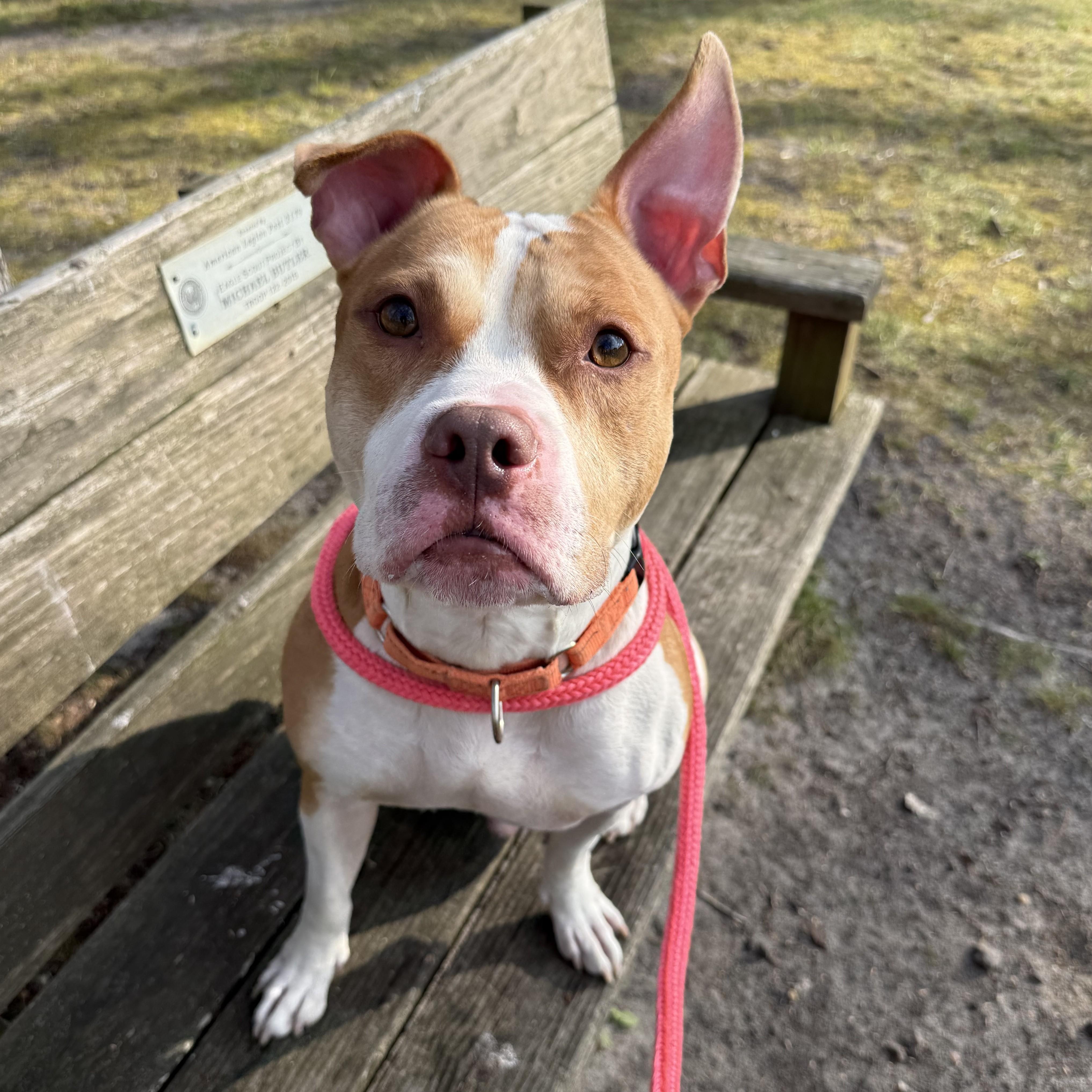 Enlarge Polo, a ADOPTABLE mixed breed in Eatontown, NJ image 6/6