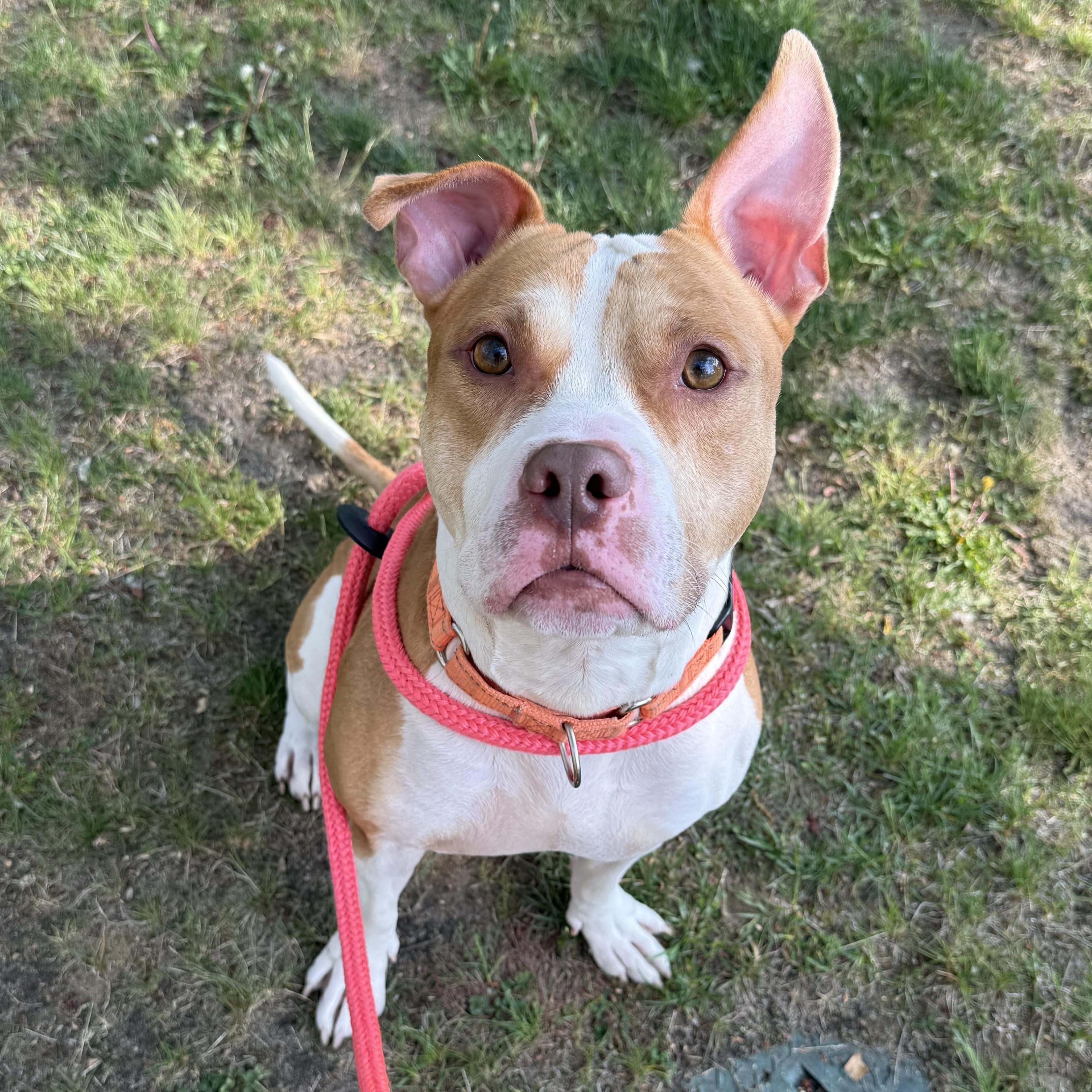 Enlarge Polo, a ADOPTABLE mixed breed in Eatontown, NJ image 3/6