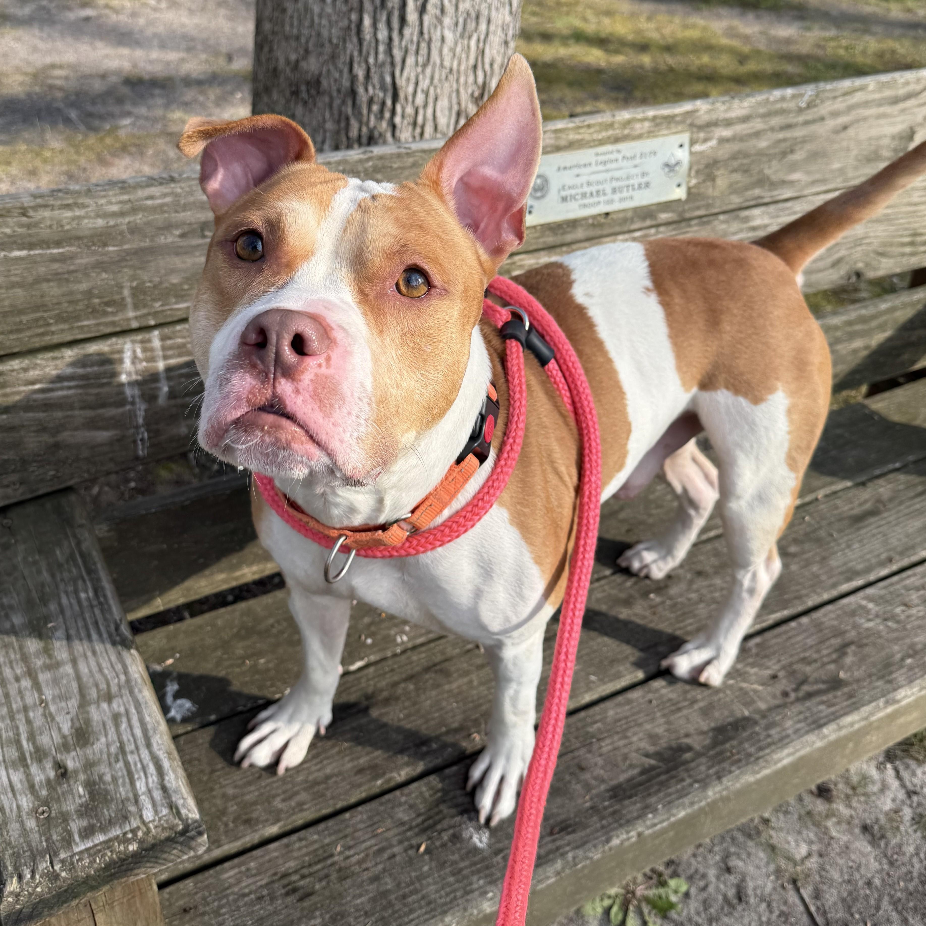 Enlarge Polo, a ADOPTABLE mixed breed in Eatontown, NJ image 5/6