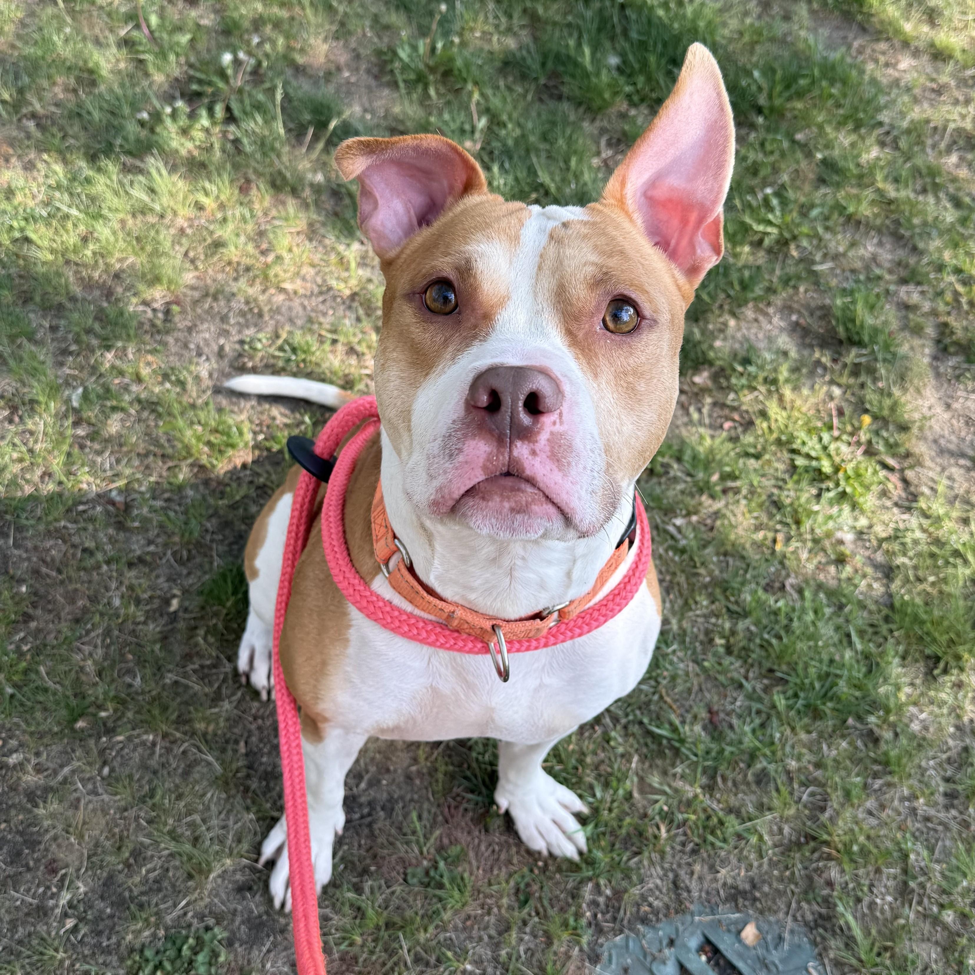Enlarge Polo, a ADOPTABLE mixed breed in Eatontown, NJ image 4/6