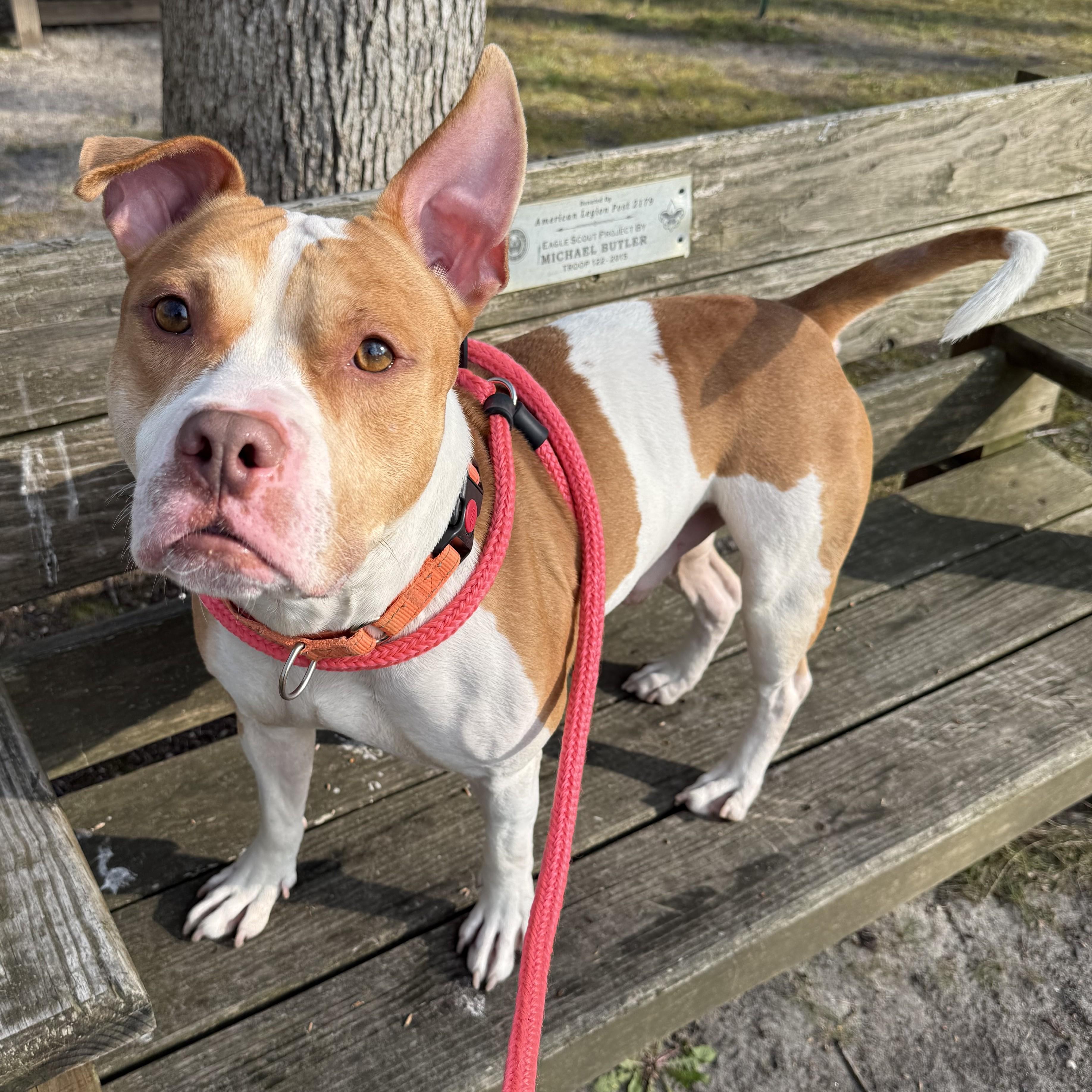 Enlarge Polo, a ADOPTABLE mixed breed in Eatontown, NJ image 1/6