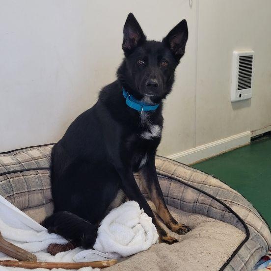 Enlarge Gypsy, an adopted mixed breed in Sequim, WA image 2/2