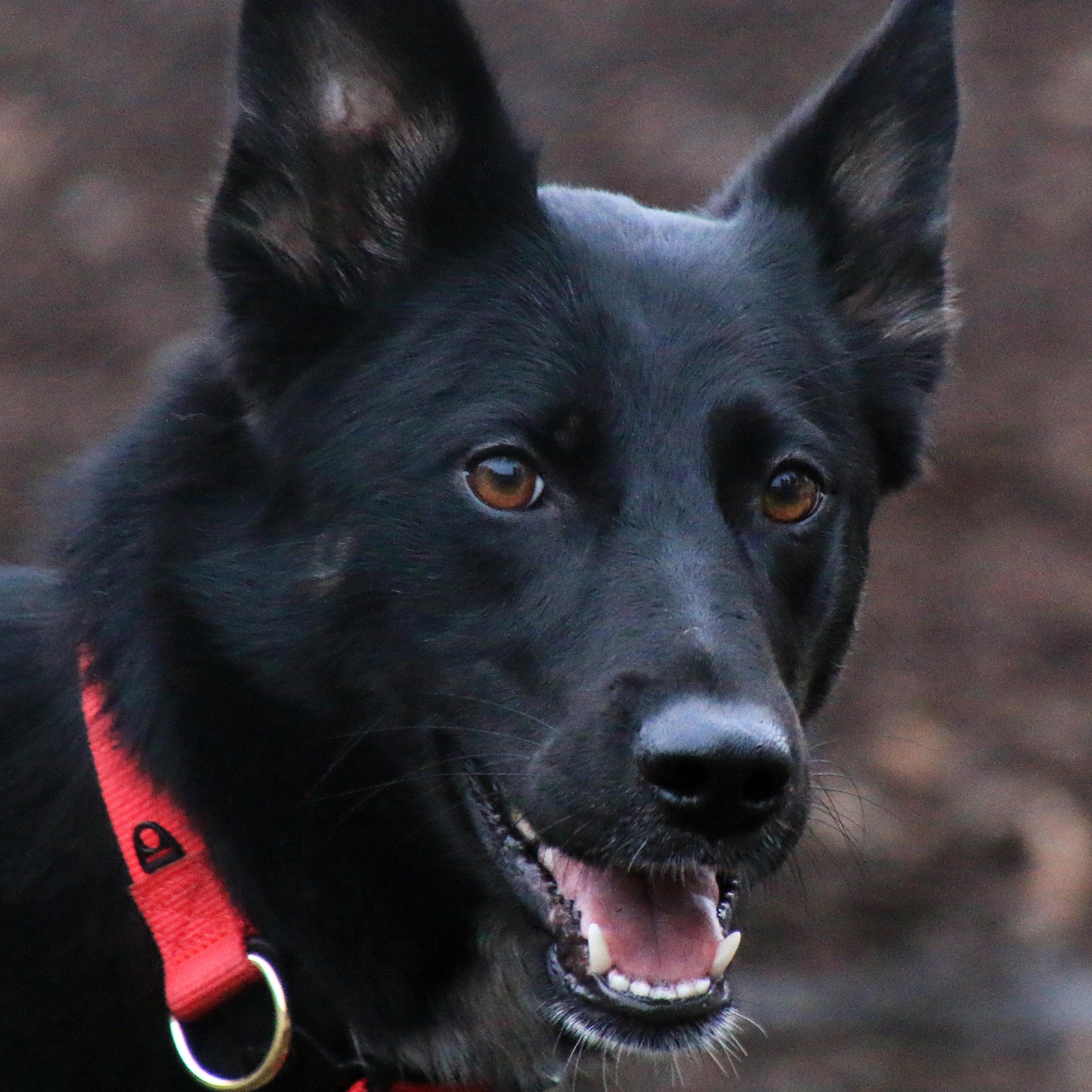 Gypsy, adopted, Young Female German Shepherd Dog & Husky.