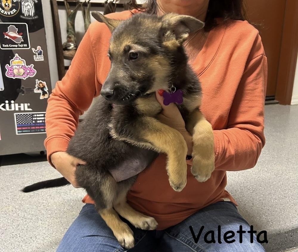 Worldwide Woofs Litter - Valetta located in Arizona