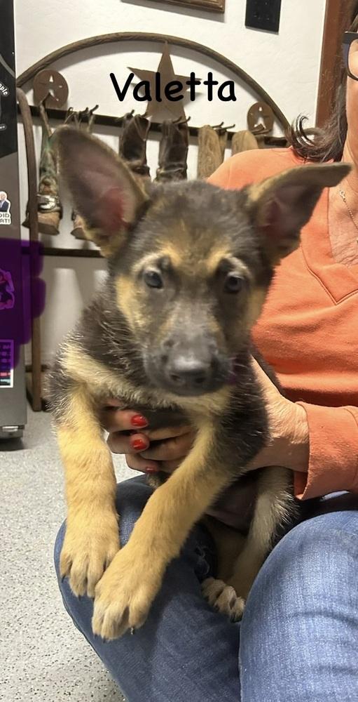 Worldwide Woofs Litter - Valetta located in Arizona — thumbnail 2