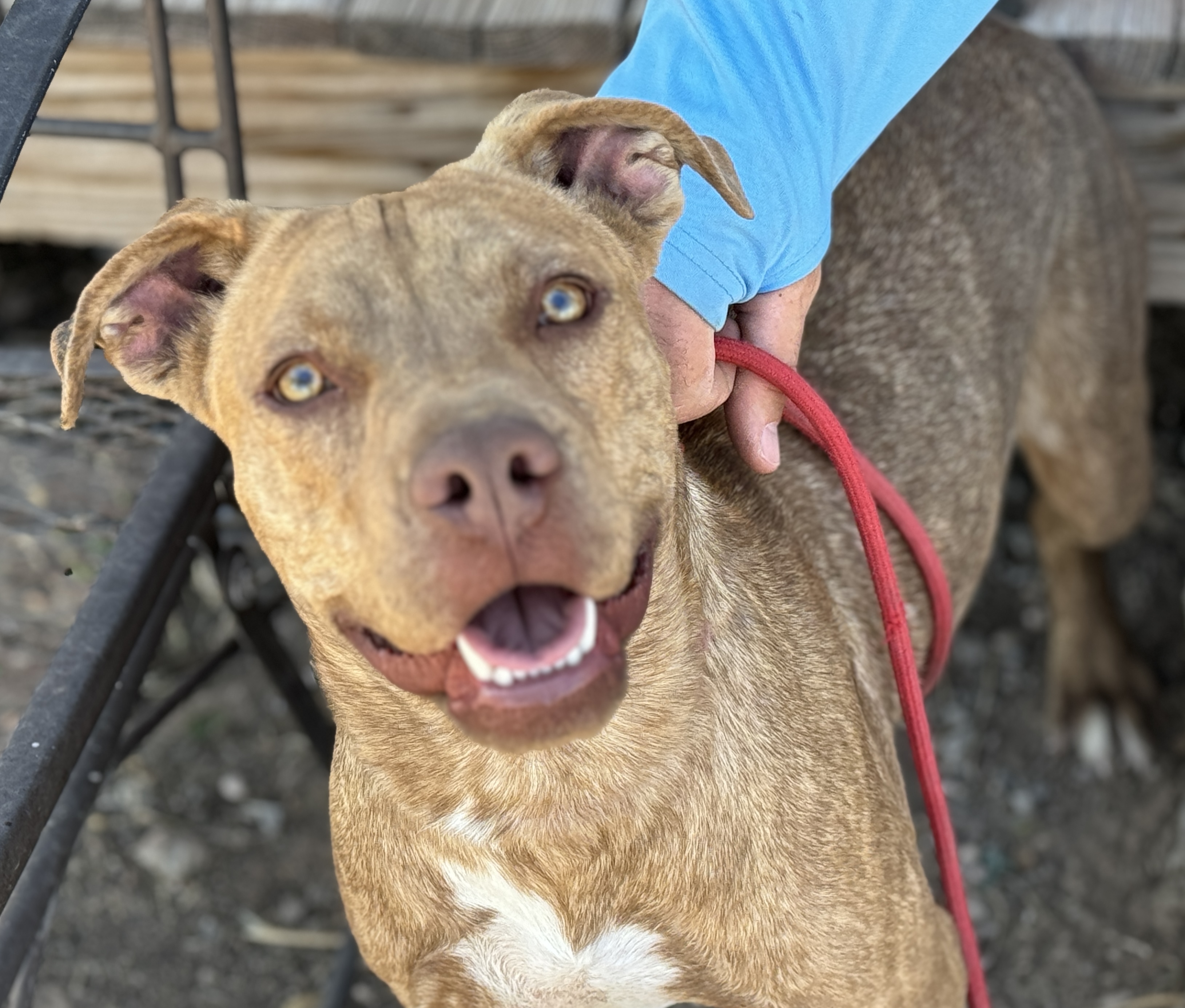 Lucky, Adopted, Young Male Pit Bull Terrier.