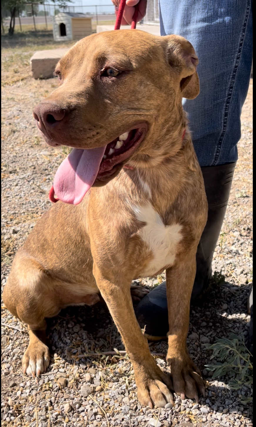 Enlarge Lucky, a Adopted Pit Bull Terrier in Hagerman, NM image 2/5