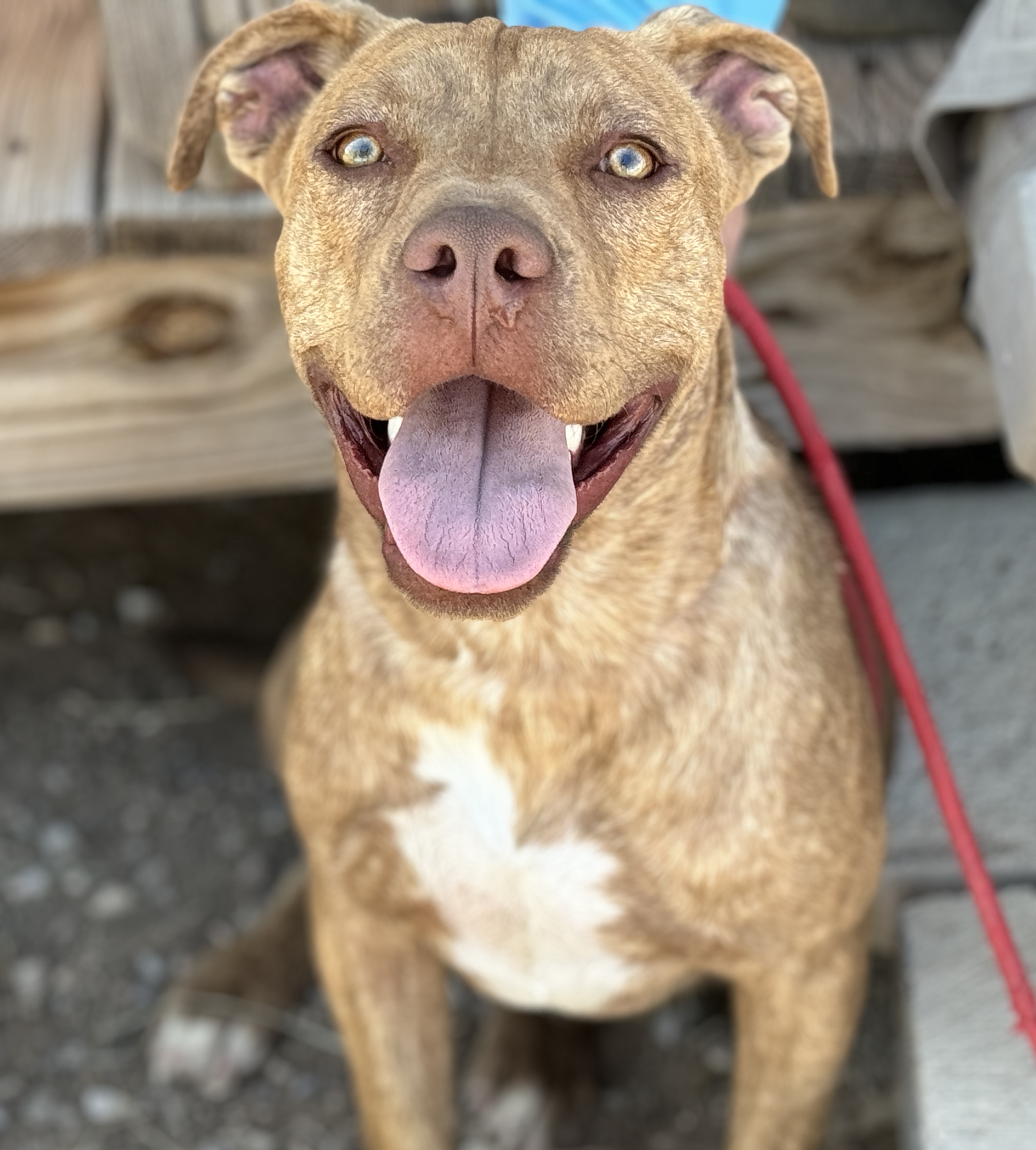 Enlarge Lucky, a Adopted Pit Bull Terrier in Hagerman, NM image 5/5