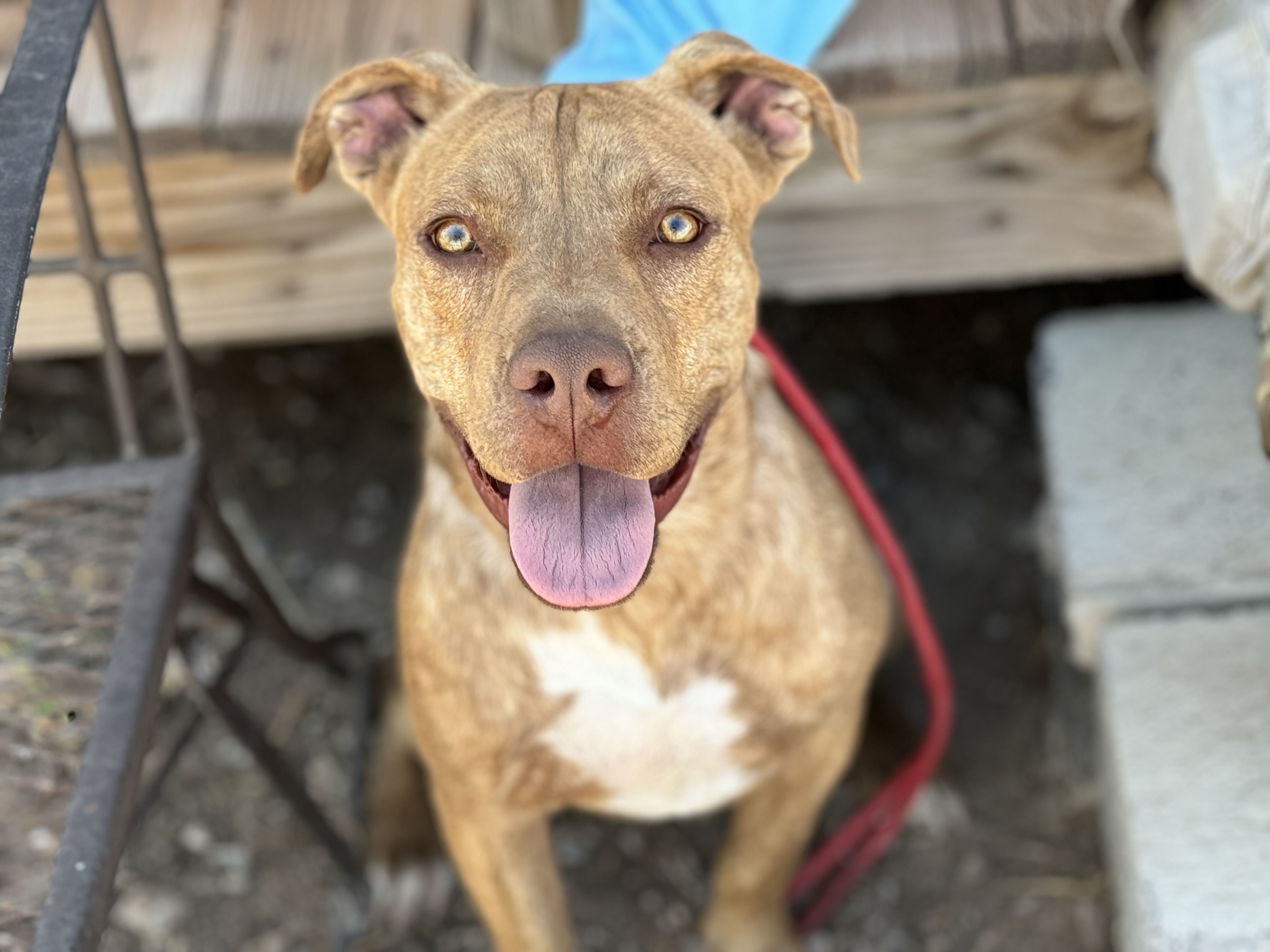 Enlarge Lucky, a Adopted Pit Bull Terrier in Hagerman, NM image 4/5
