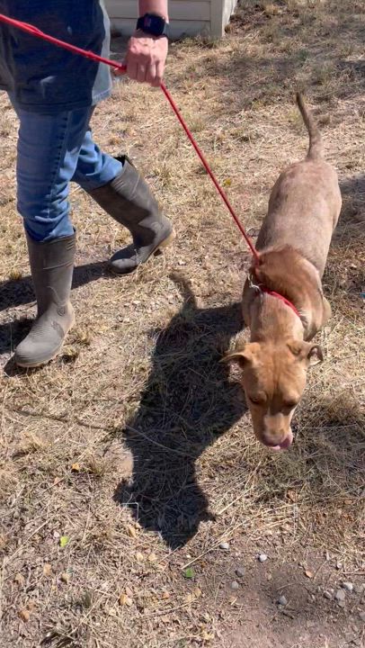 Enlarge Lucky, a Adopted Pit Bull Terrier in Hagerman, NM video 3/5