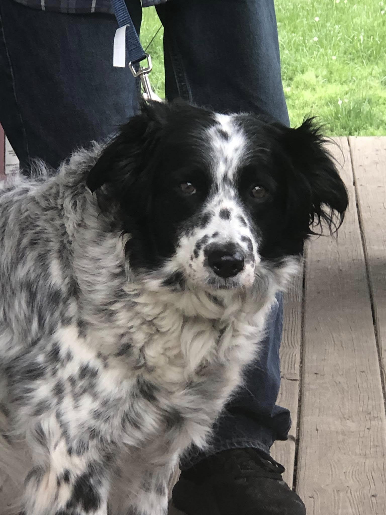 Lola, Adoptable, Adult Female Border Collie.