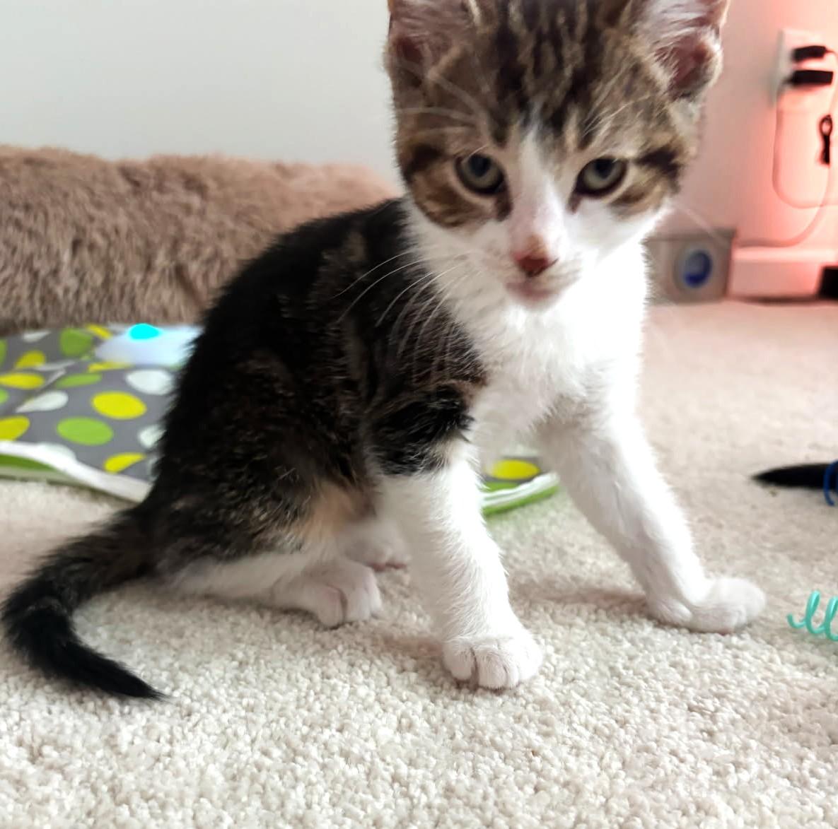 Chickpea (Bonded to Fava), an adopted mixed breed in Ypsilanti, MI image 2/3