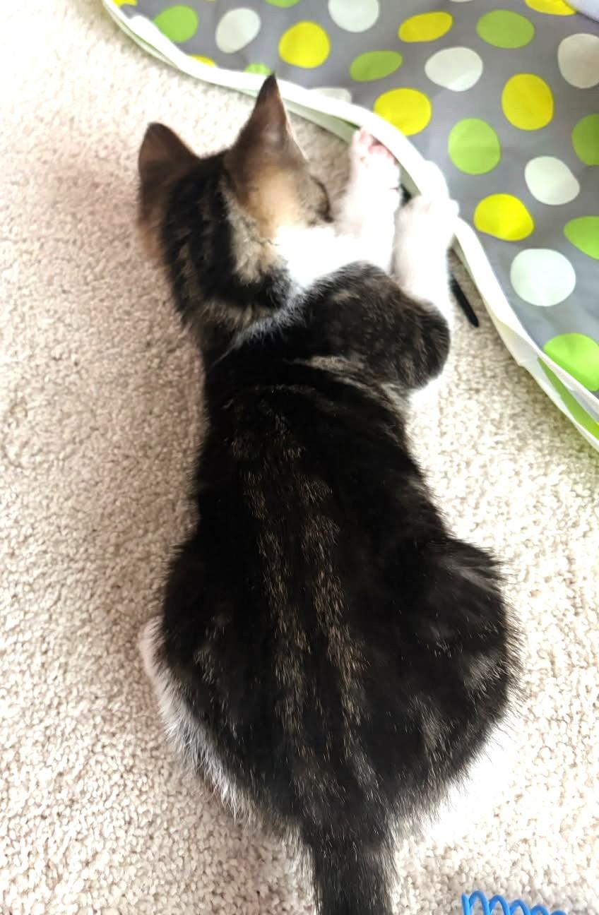 Chickpea (Bonded to Fava), an adopted mixed breed in Ypsilanti, MI image 3/3
