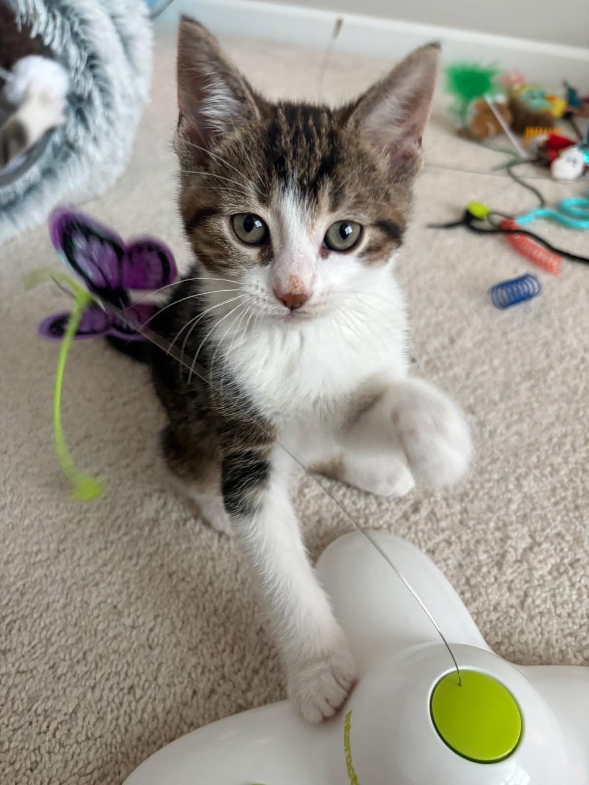 Chickpea (Bonded to Fava), ADOPTABLE, Kitten Male Tabby.