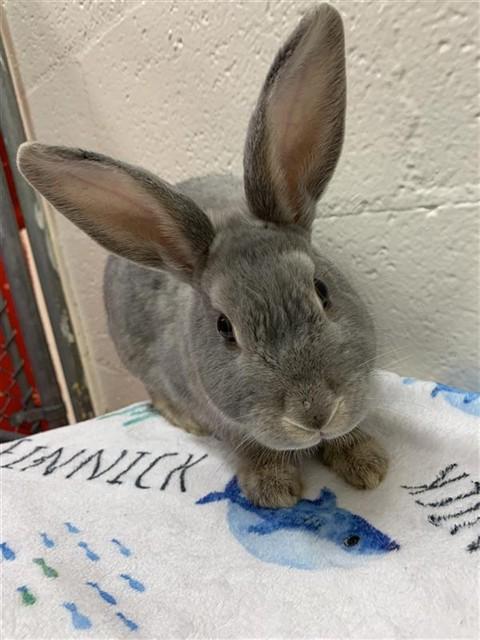 OPAL, Adoptable, Young Female Bunny Rabbit.