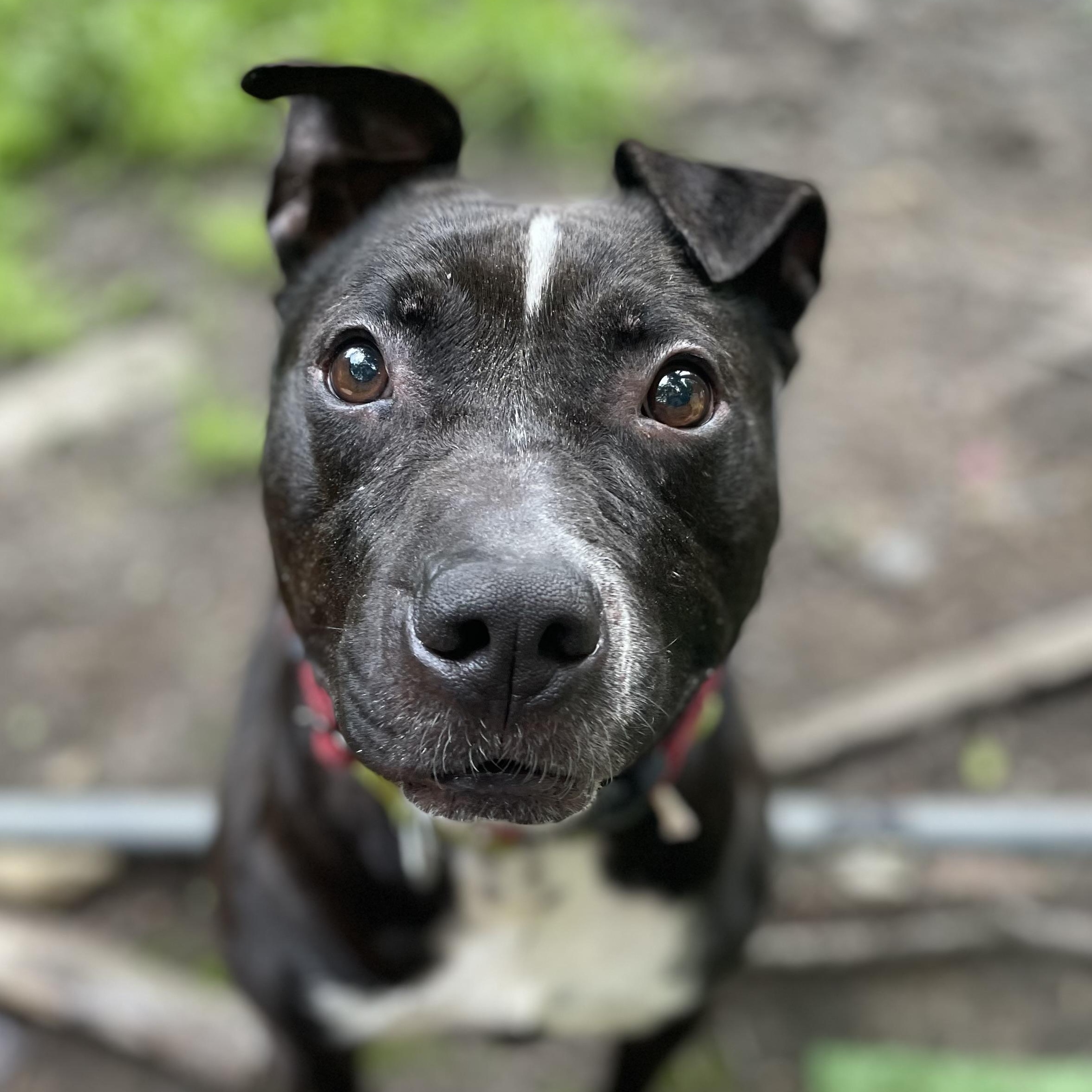 Enlarge Machomans (Fee SPONSORED), a Adoptable Pit Bull Terrier in Portland, ME image 3/5