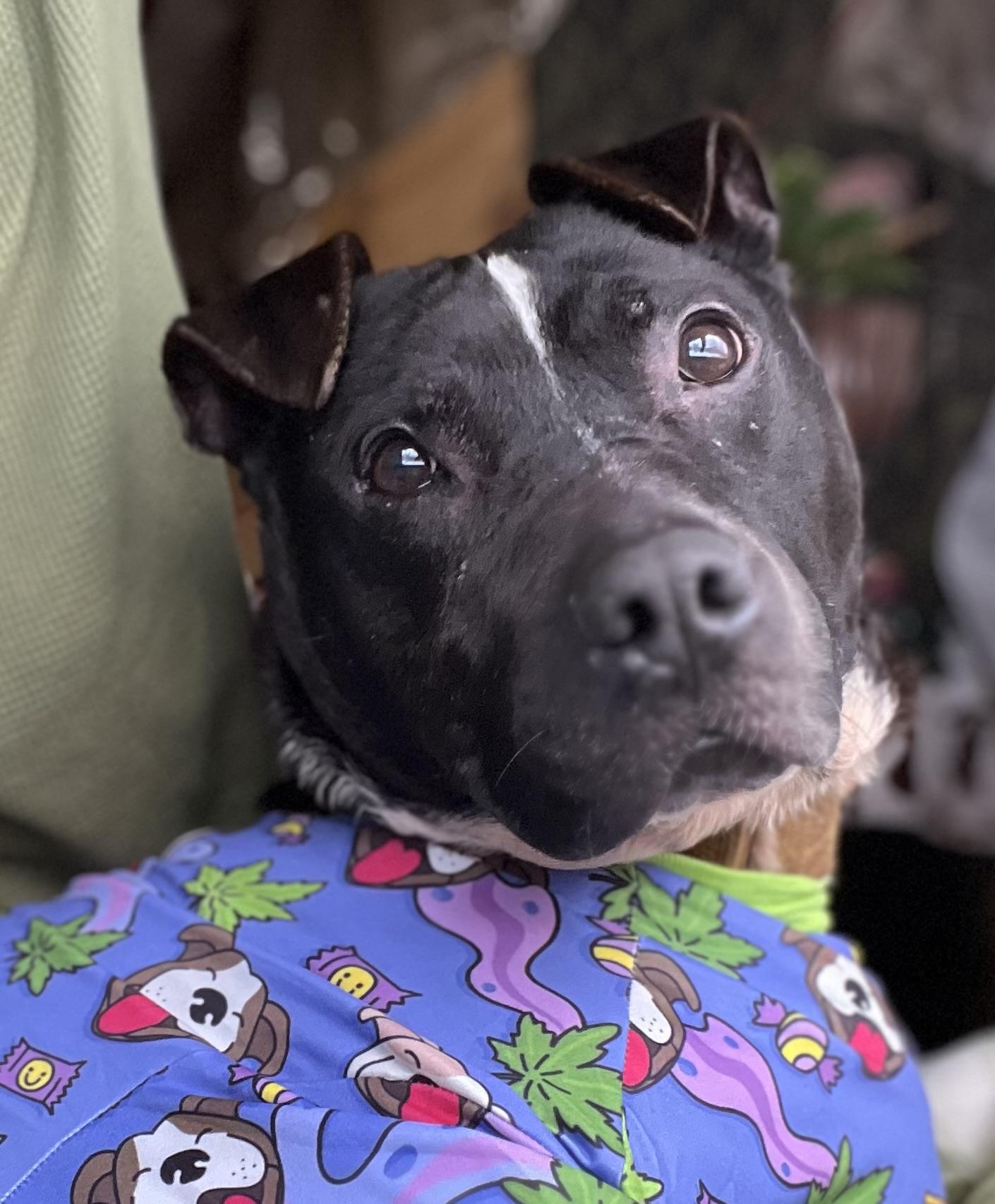 Enlarge Machomans (Fee SPONSORED), a Adoptable Pit Bull Terrier in Portland, ME image 1/5