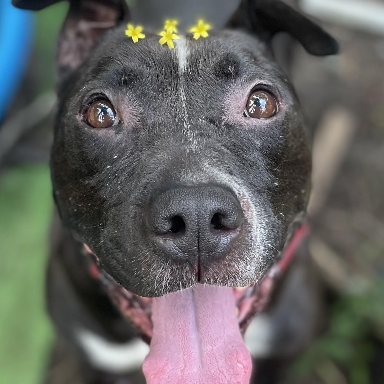 Enlarge Machomans (Fee SPONSORED), a Adoptable Pit Bull Terrier in Portland, ME image 4/5