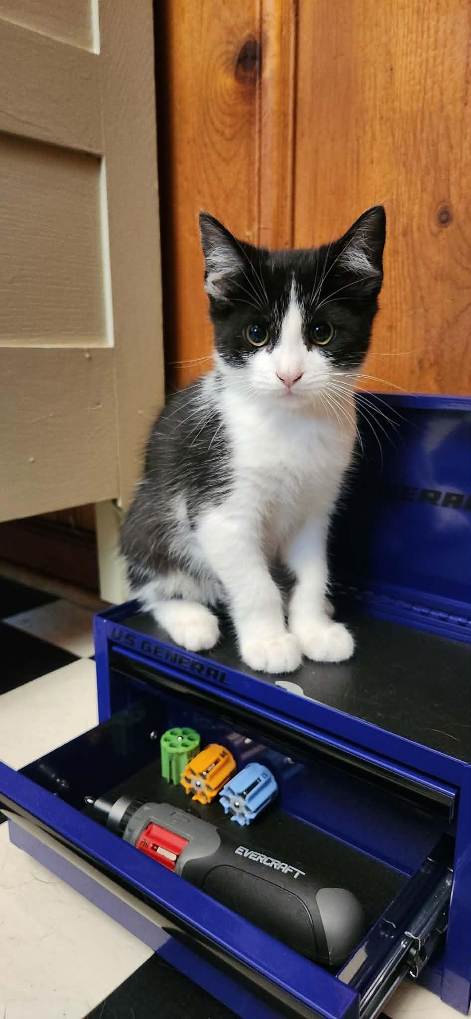 HOWIE, a Adoptable Domestic Short Hair in Powder Springs, GA image 1/3