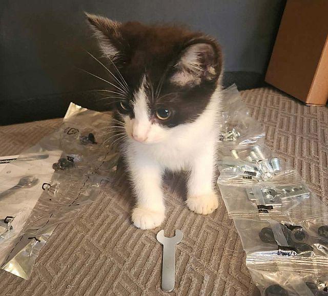 HOWIE, a Adoptable Domestic Short Hair in Powder Springs, GA image 2/3