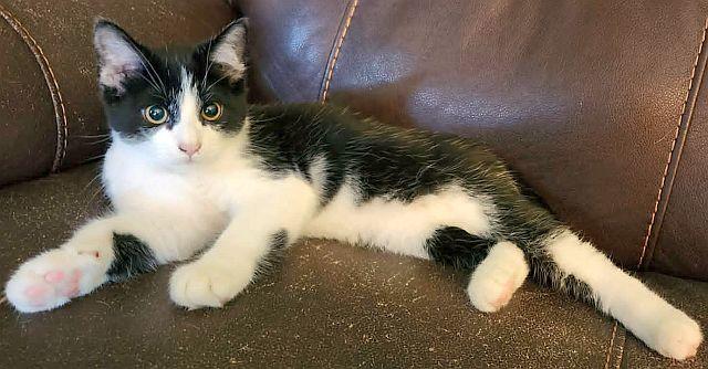 HOWIE, a Adoptable Domestic Short Hair in Powder Springs, GA image 3/3